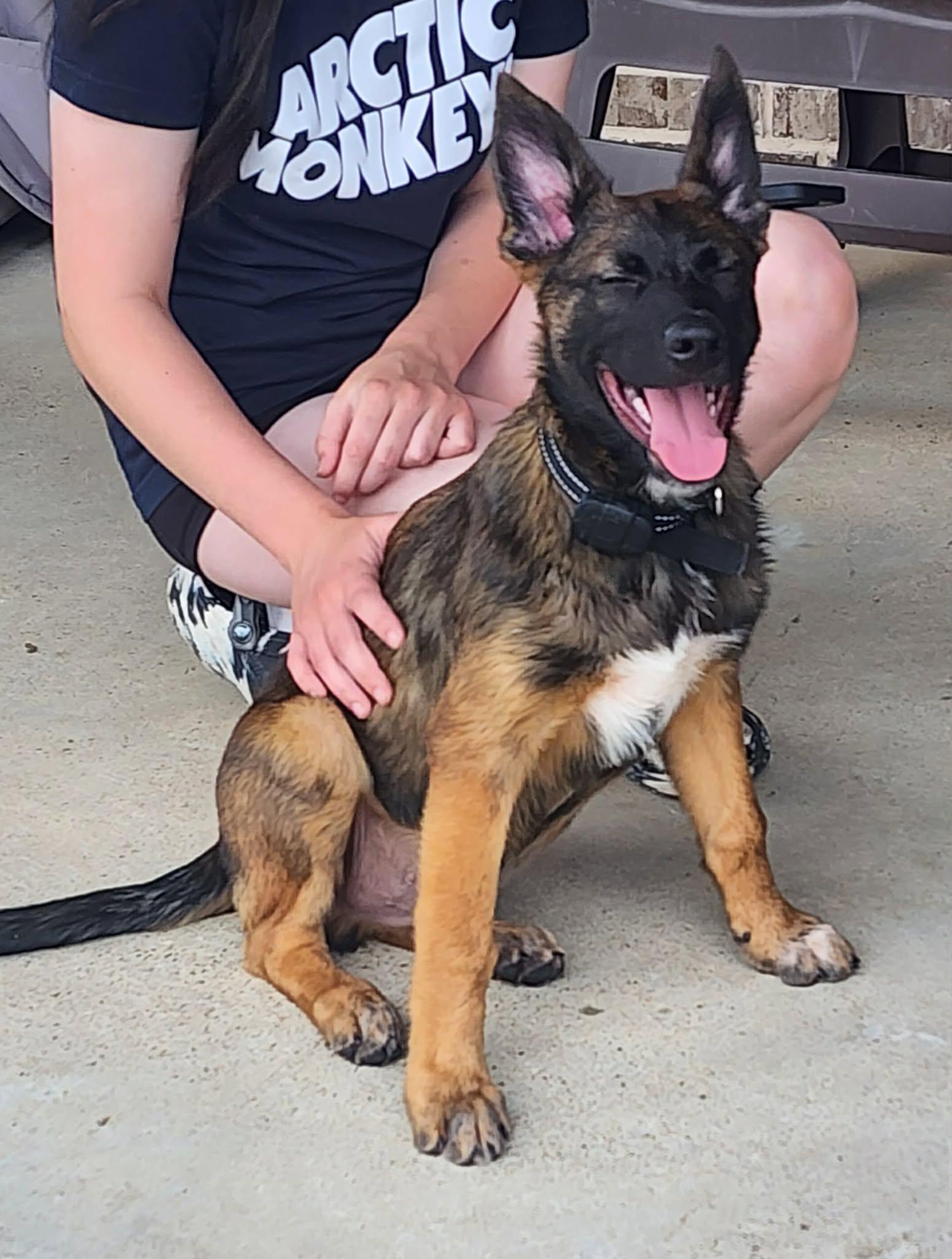 Enlarge Elite 8 puppies, a ADOPTABLE mixed breed in Lockhart, TX image 5/6