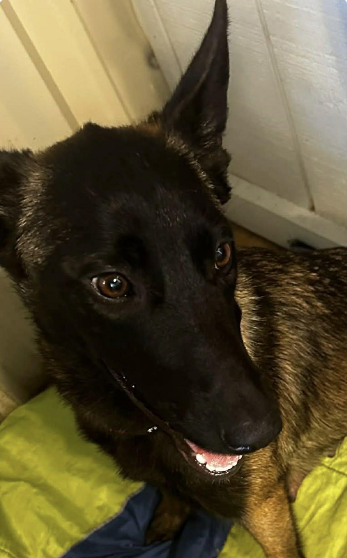 Enlarge Elite 8 puppies, a ADOPTABLE mixed breed in Lockhart, TX image 4/6