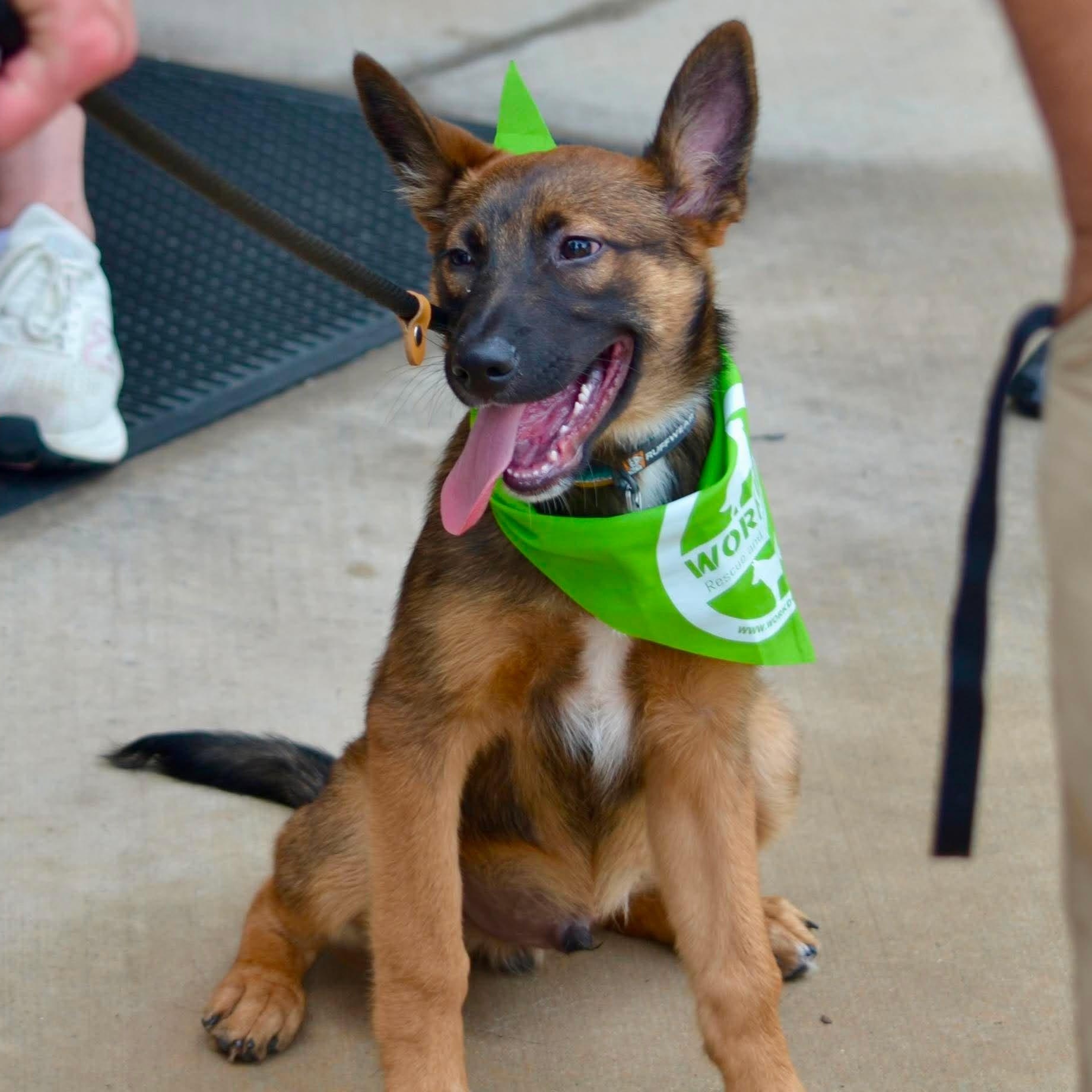 Enlarge Elite 8 puppies, a ADOPTABLE mixed breed in Lockhart, TX image 2/6