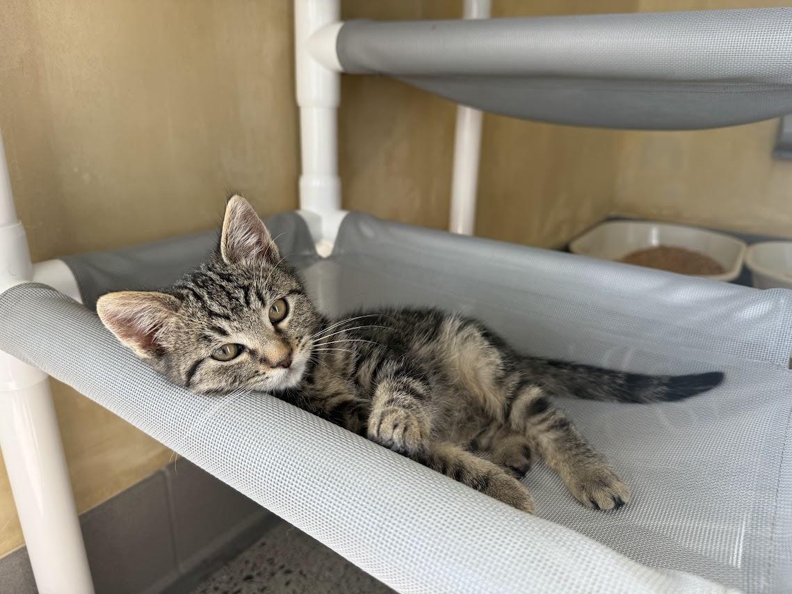 Enlarge Barstow, a Adopted Domestic Short Hair in Berkeley, CA image 4/6