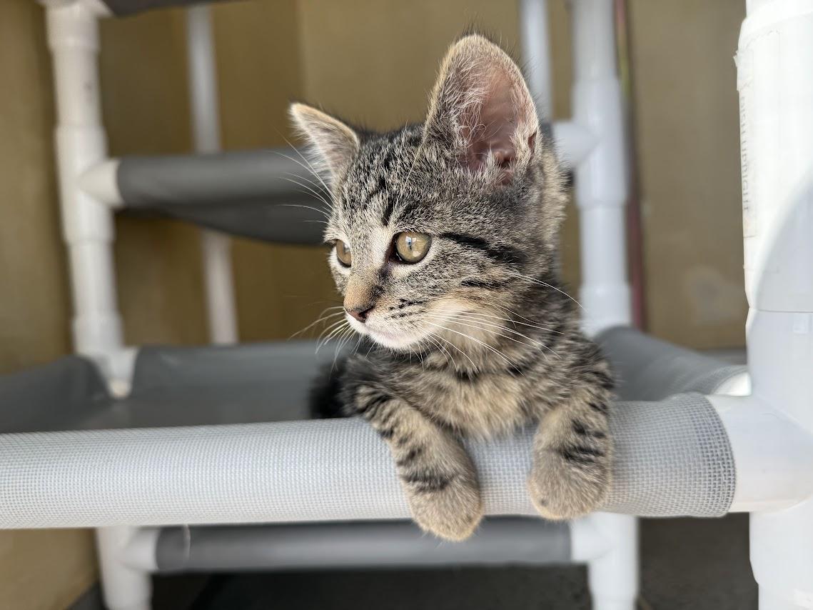 Enlarge Barstow, a Adopted Domestic Short Hair in Berkeley, CA image 3/6