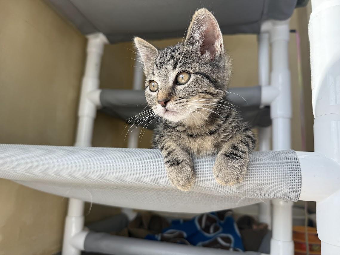 Enlarge Barstow, a Adopted Domestic Short Hair in Berkeley, CA image 2/6