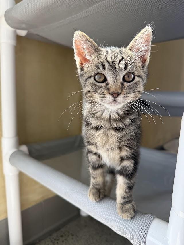 Enlarge Barstow, a Adopted Domestic Short Hair in Berkeley, CA image 6/6
