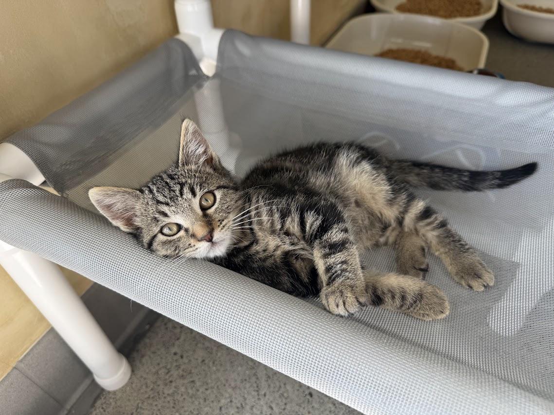 Enlarge Barstow, a Adopted Domestic Short Hair in Berkeley, CA image 5/6