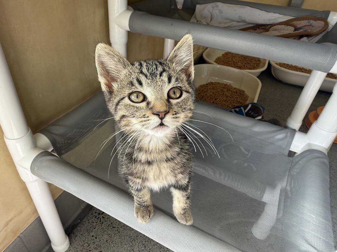 Barstow, Adopted, Kitten Male Domestic Short Hair.