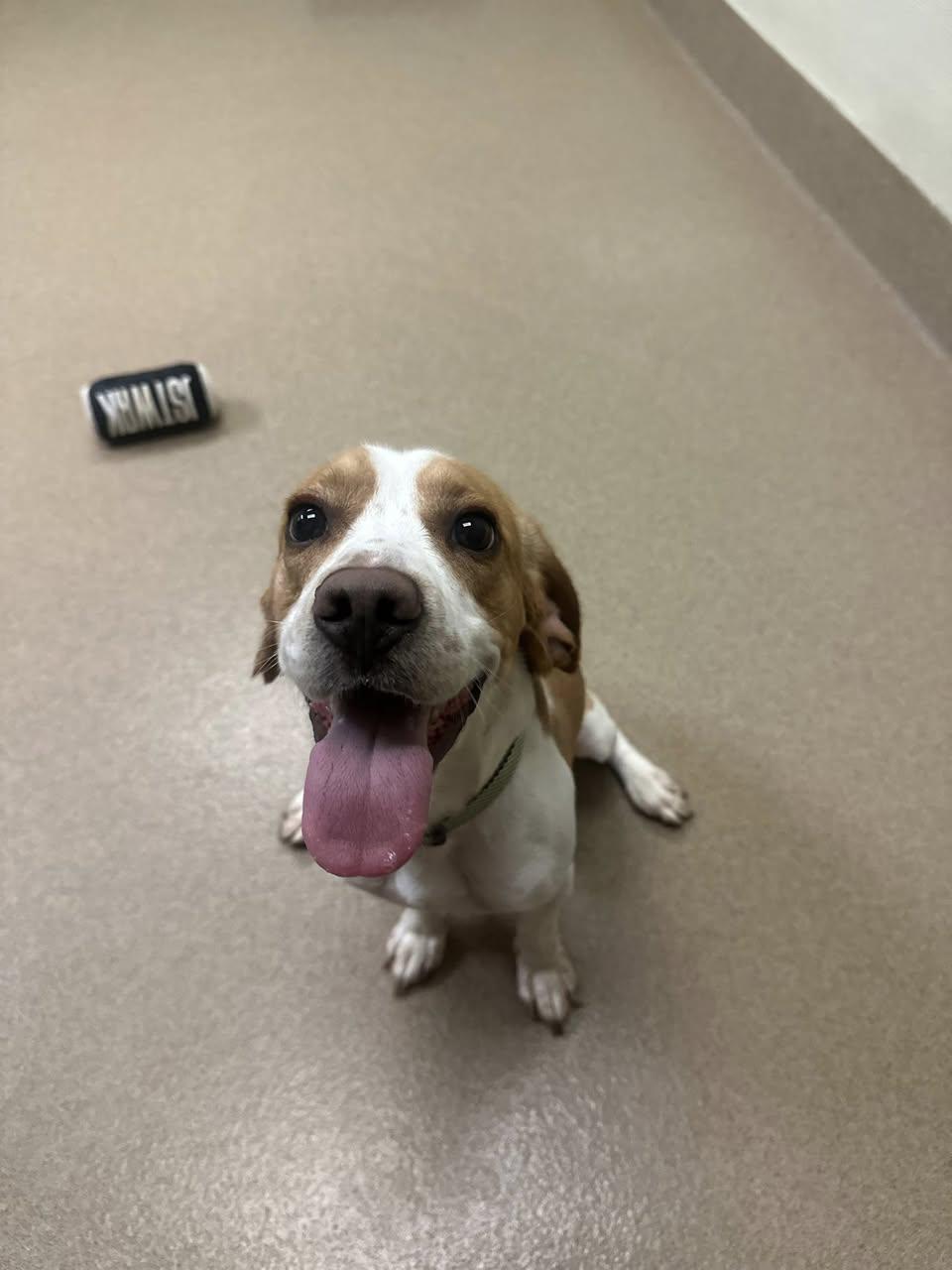 Chester, an adopted mixed breed in Myerstown, PA image 4/5