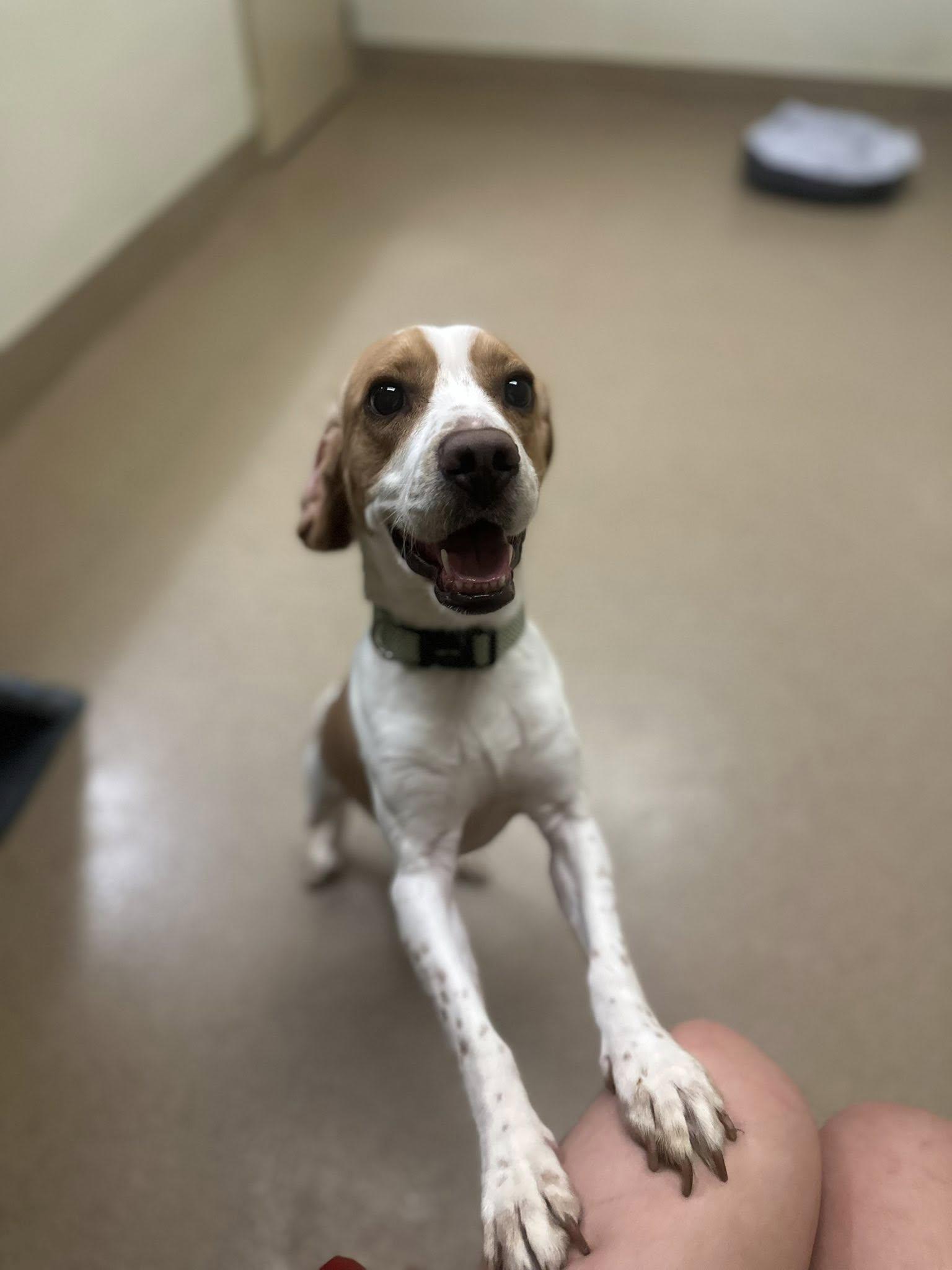 Chester, an adopted mixed breed in Myerstown, PA image 5/5