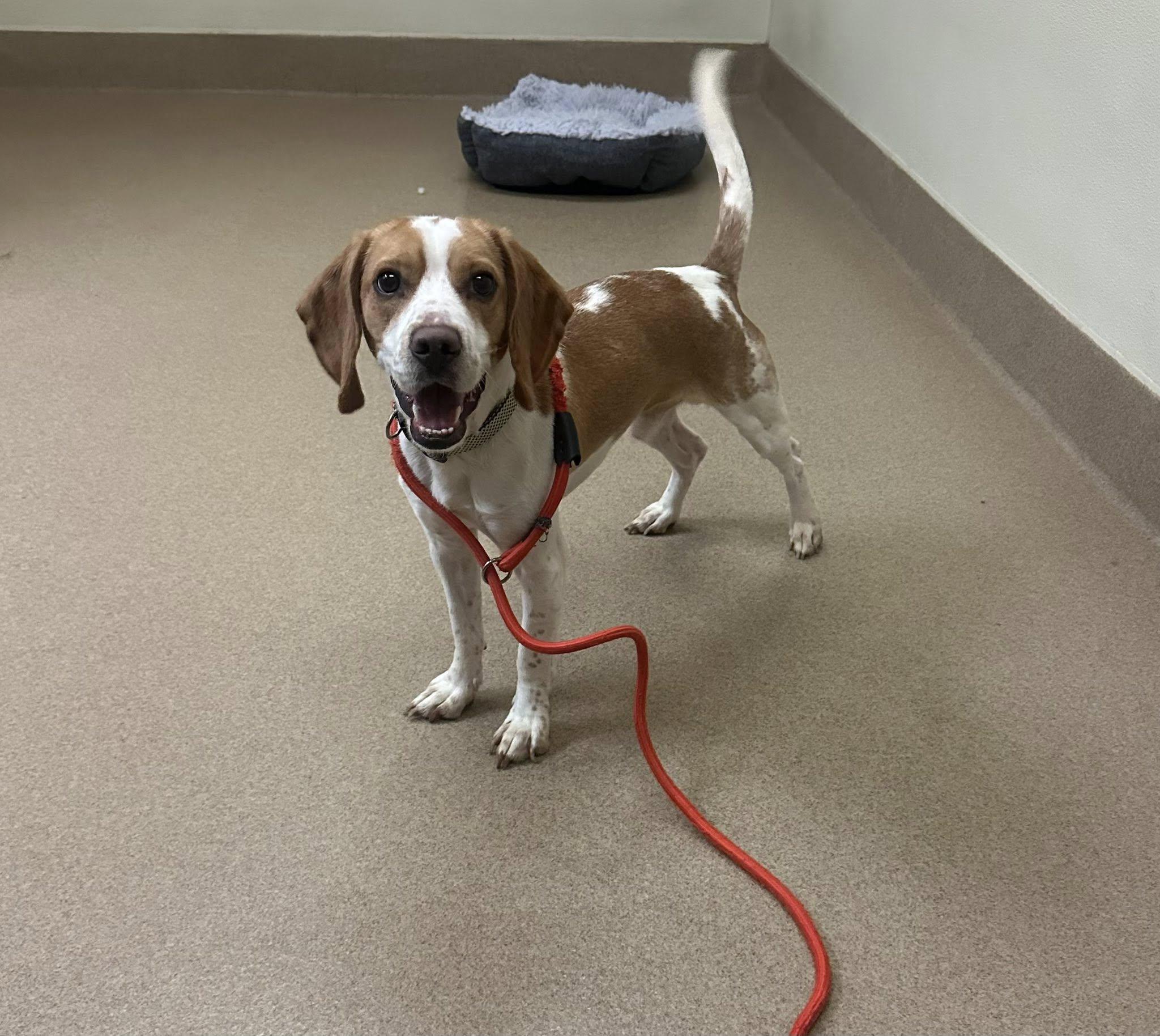 Chester, adopted, Adult Male Beagle.