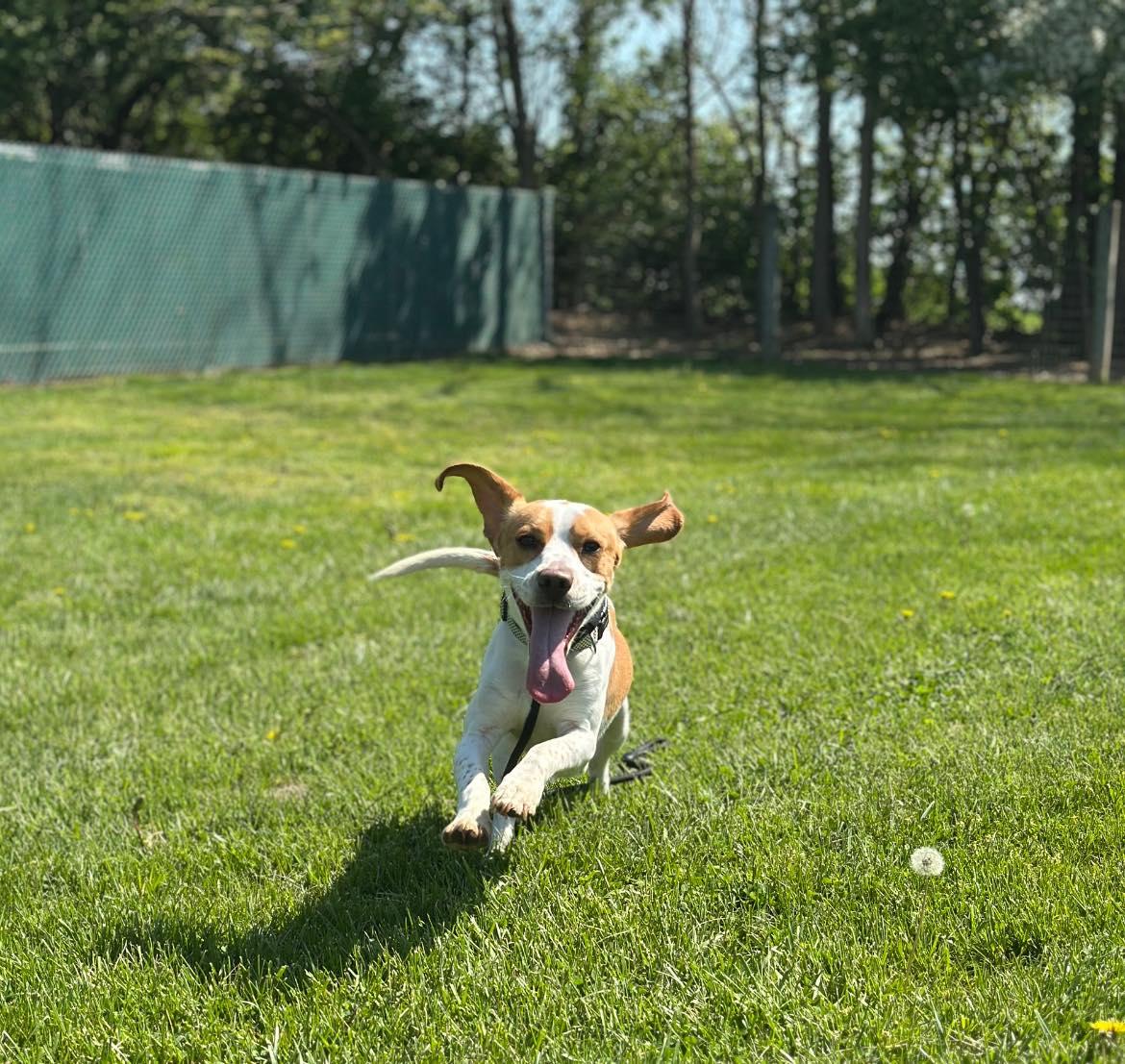 Chester, an adopted mixed breed in Myerstown, PA image 2/5
