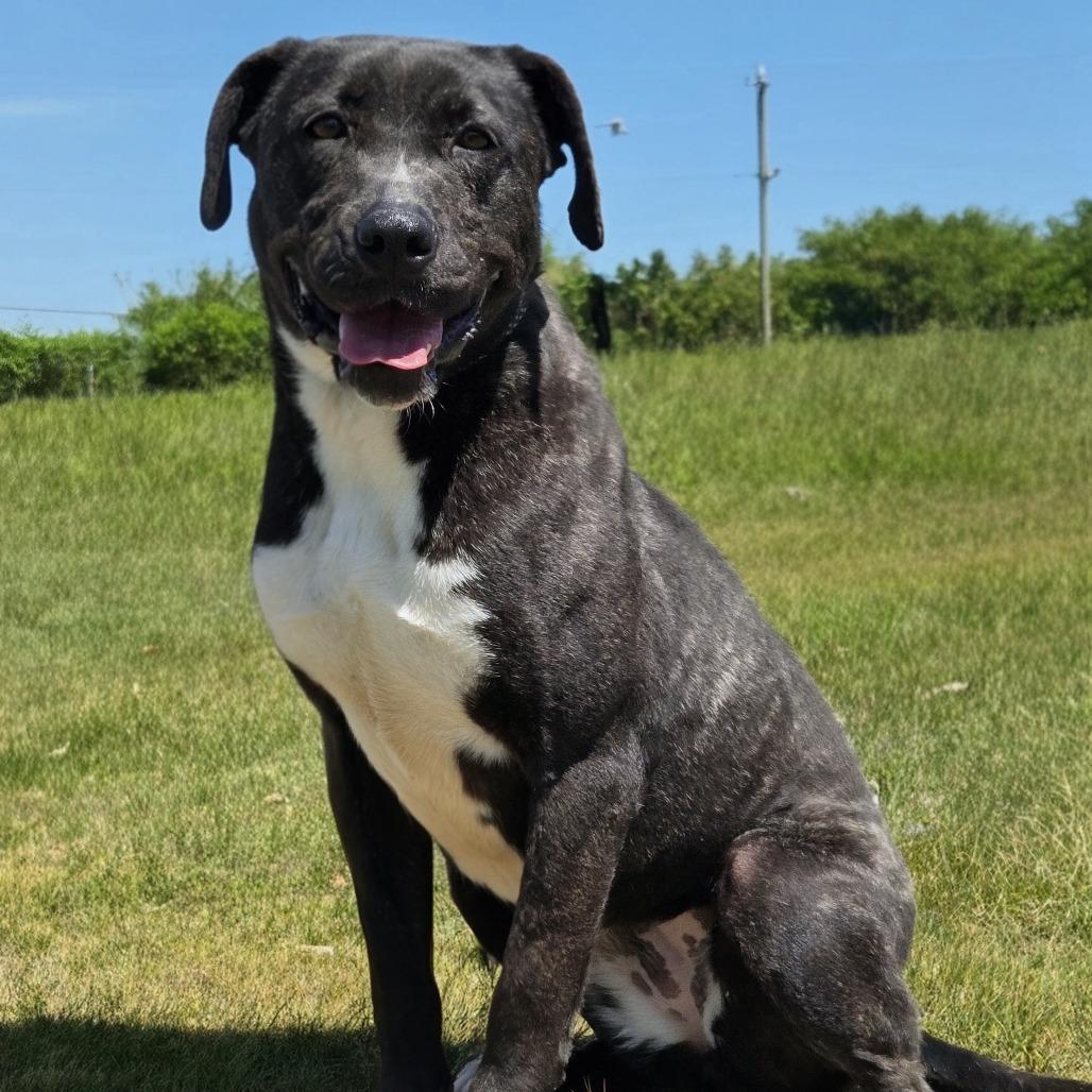 Enlarge Jenn, a Adoptable Pit Bull Terrier in Shelby, NC image 2/4