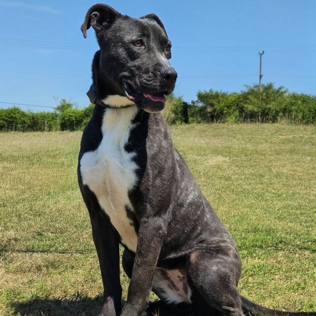 Enlarge Jenn, a Adoptable Pit Bull Terrier in Shelby, NC image 3/4