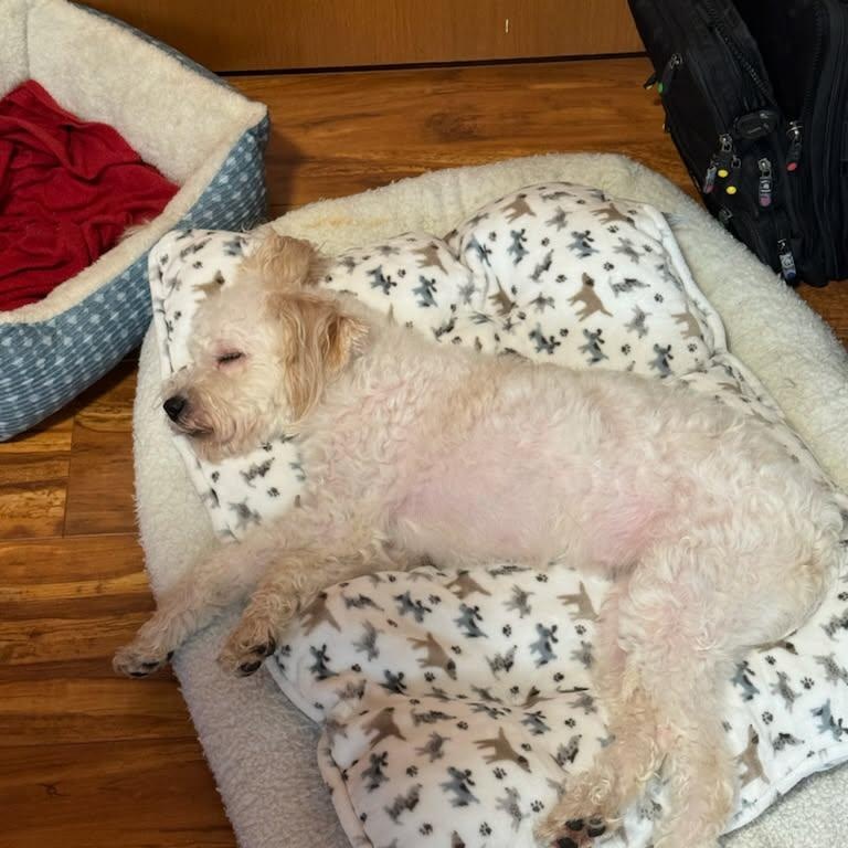 Enlarge Candy, a ADOPTABLE mixed breed in Portland, OR image 2/3