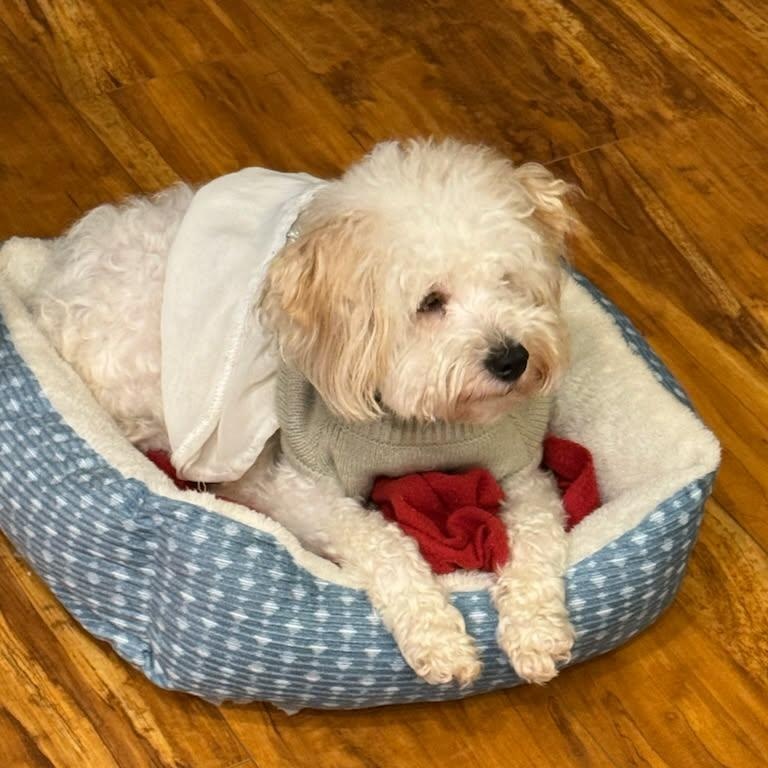 Candy, ADOPTABLE, Adult Female Maltese & Poodle.
