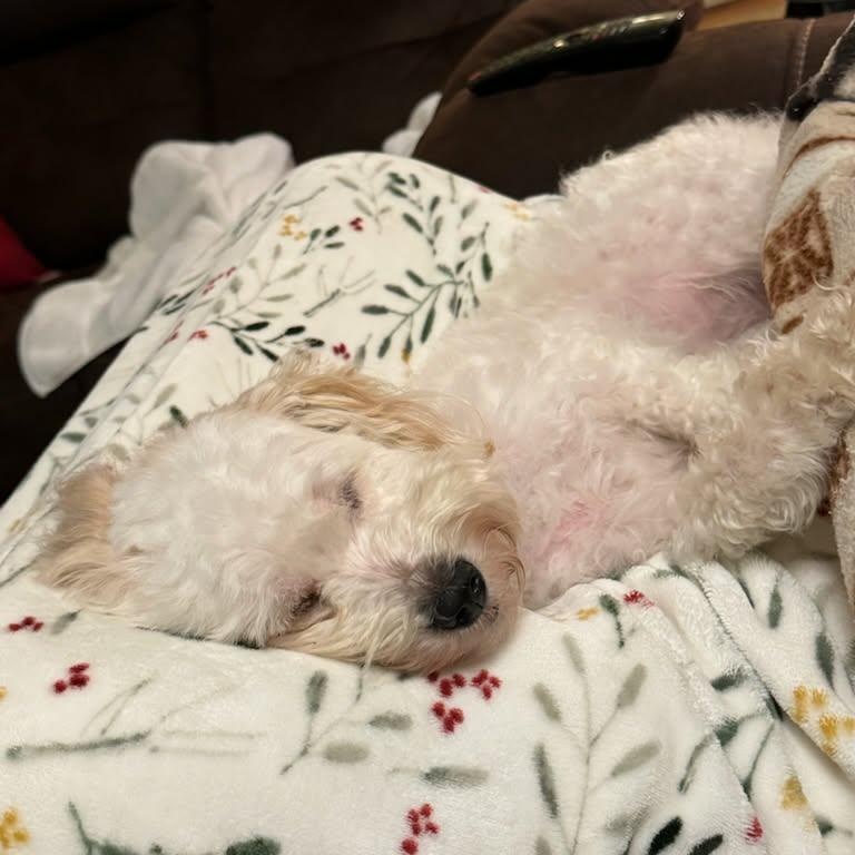 Enlarge Candy, a ADOPTABLE mixed breed in Portland, OR image 3/3