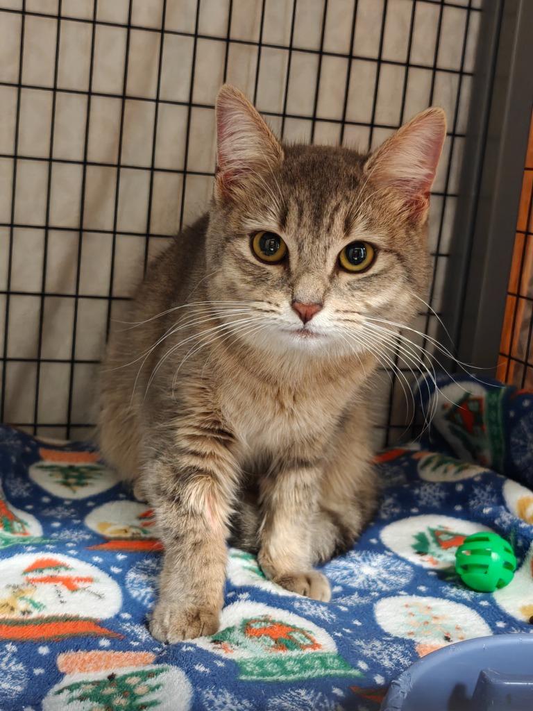 Te Fiti, Adoptable, Young Female Domestic Short Hair.