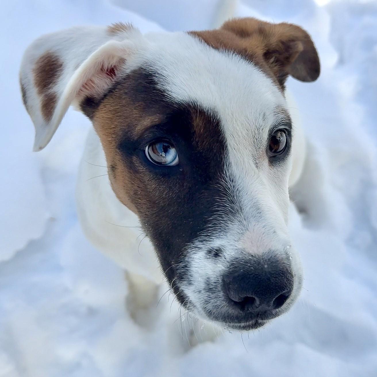 Enlarge River, a ADOPTABLE mixed breed in Albany, NY image 1/6