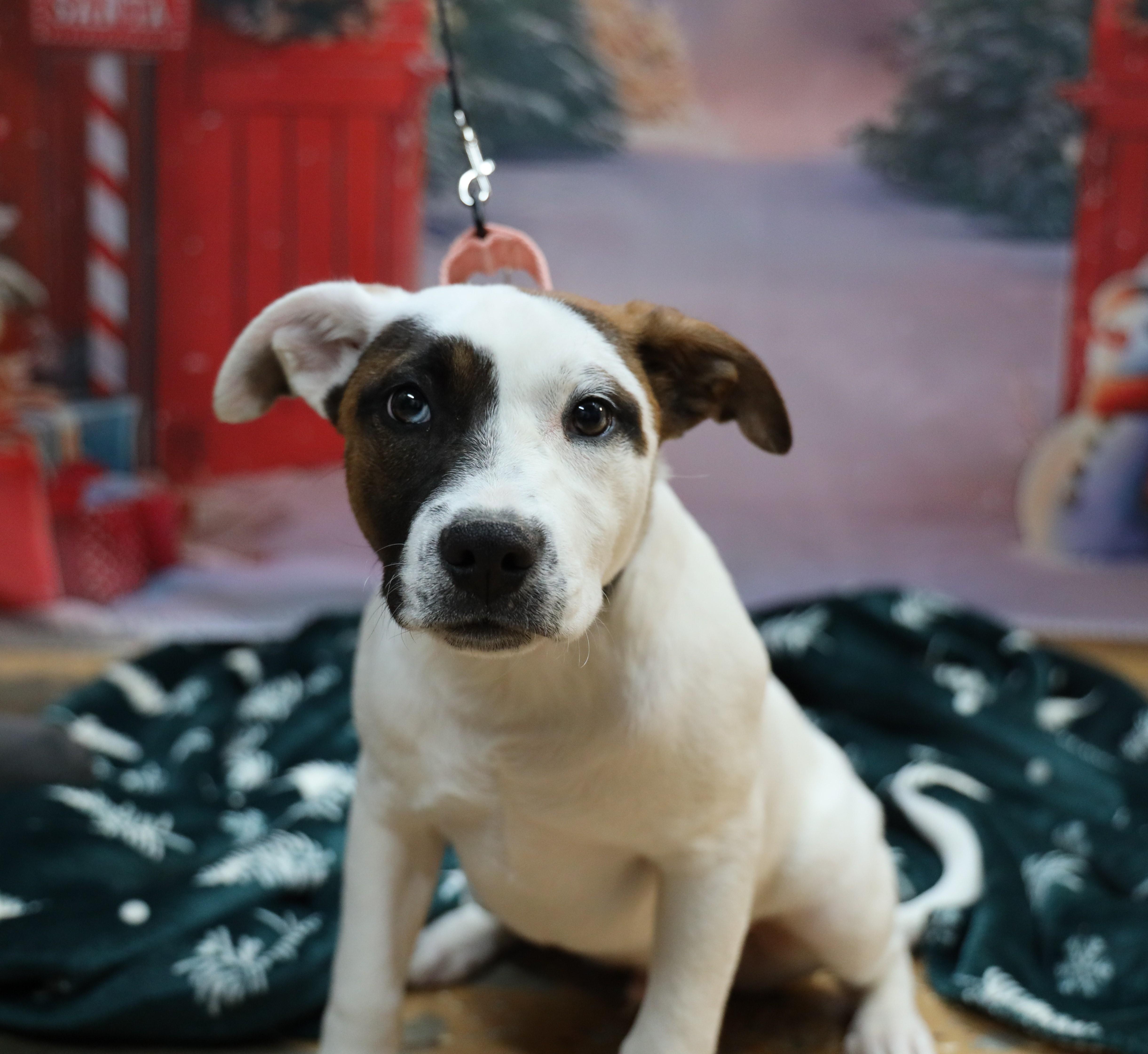 Enlarge River, a ADOPTABLE mixed breed in Albany, NY image 2/6