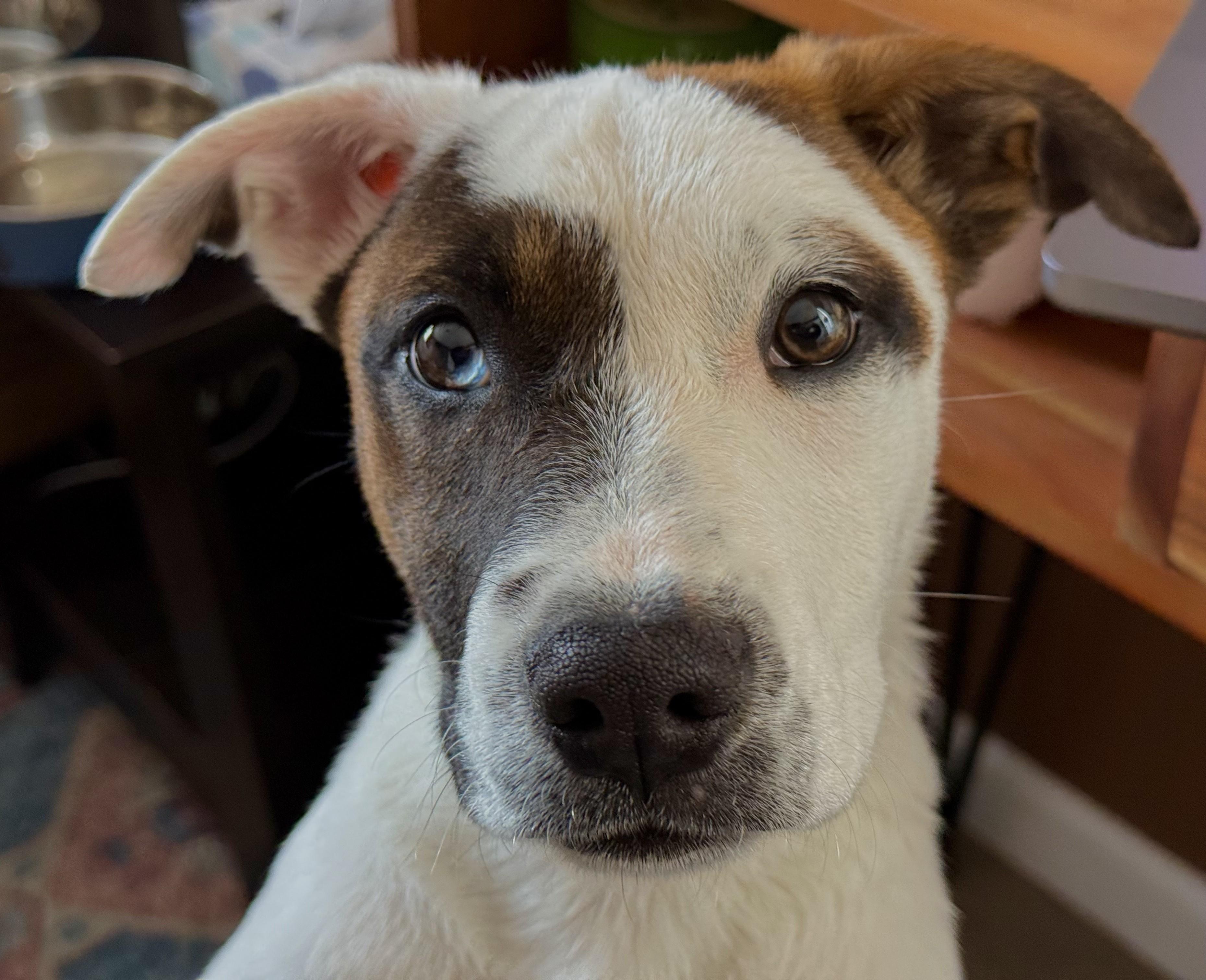 Enlarge River, a ADOPTABLE mixed breed in Albany, NY image 3/6