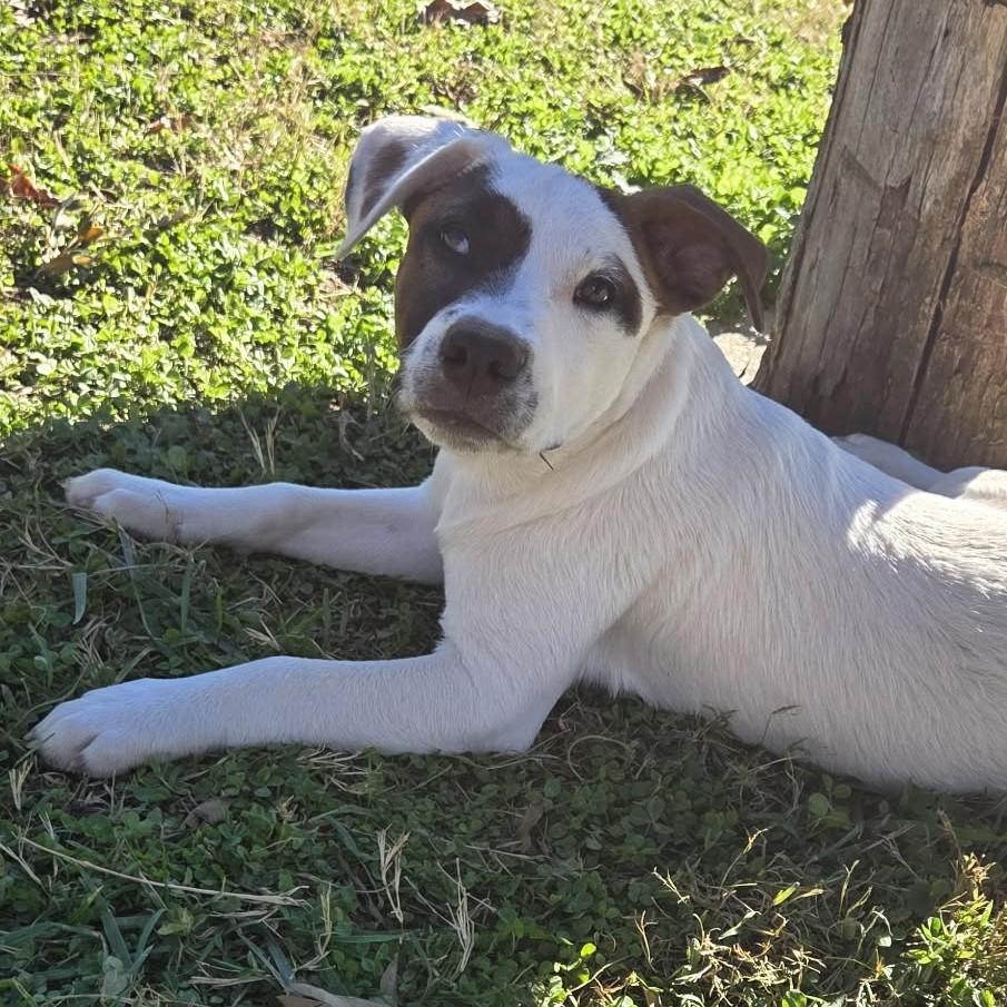 Enlarge River, a ADOPTABLE mixed breed in Albany, NY image 4/6