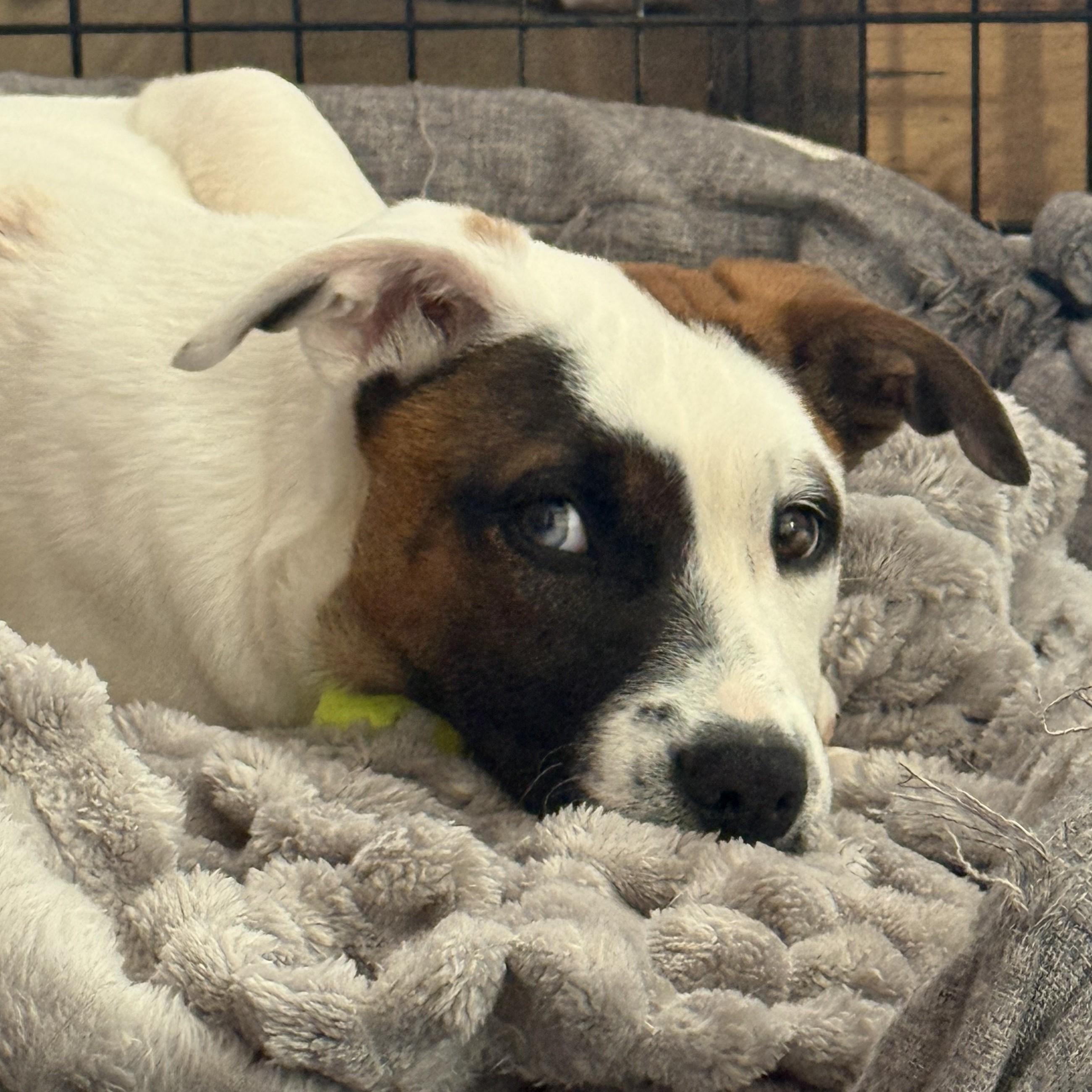 Enlarge River, a ADOPTABLE mixed breed in Albany, NY image 5/6