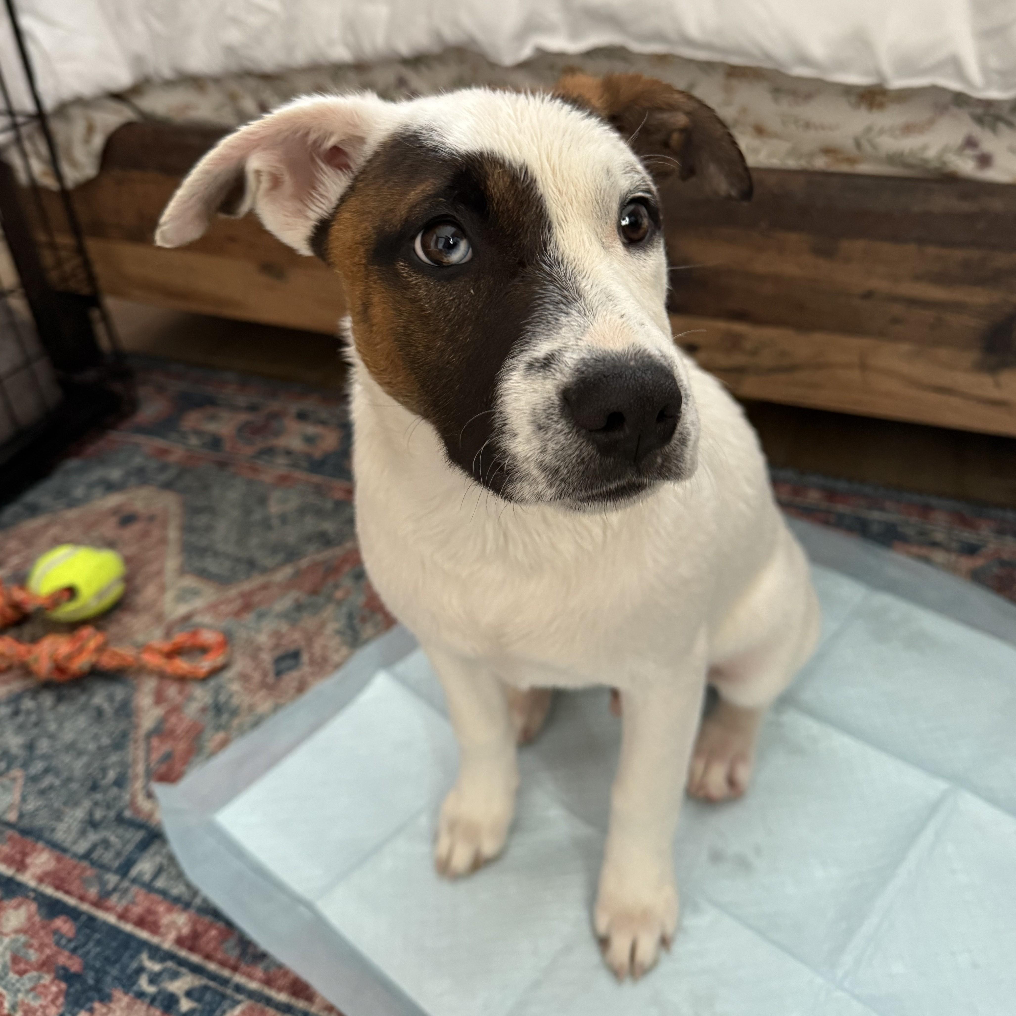 Enlarge River, a ADOPTABLE mixed breed in Albany, NY image 6/6