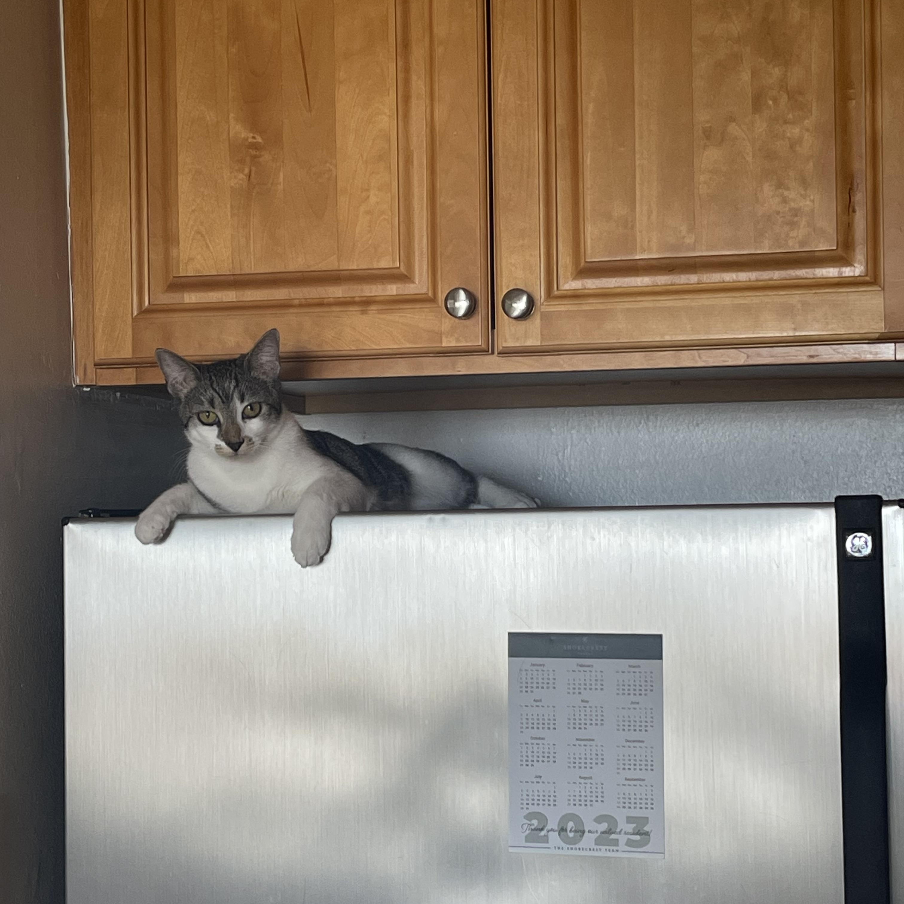 Enlarge Caramel, a Adoptable American Shorthair in Brooklyn, NY image 2/6