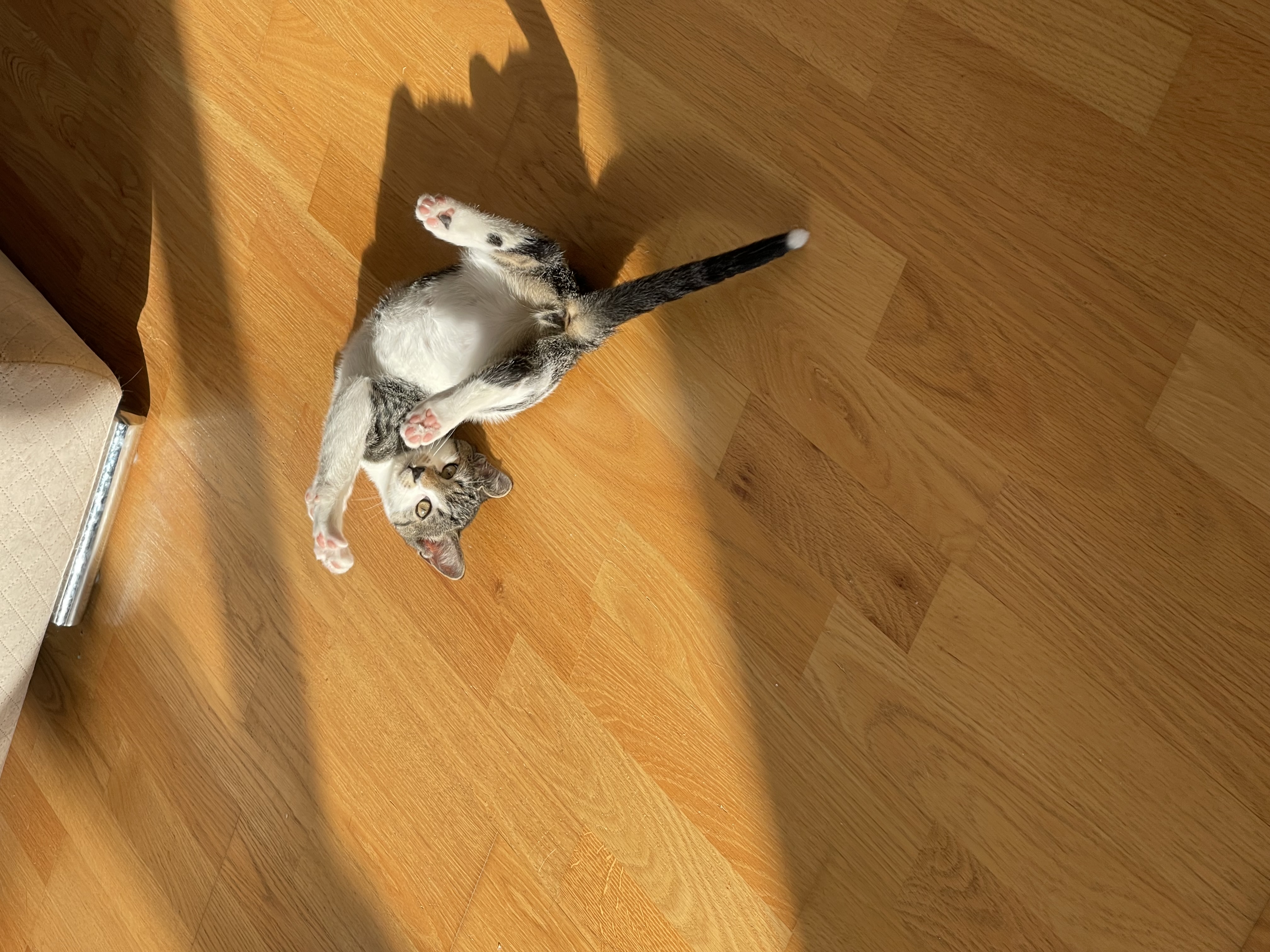 Enlarge Caramel, a Adoptable American Shorthair in Brooklyn, NY image 5/6