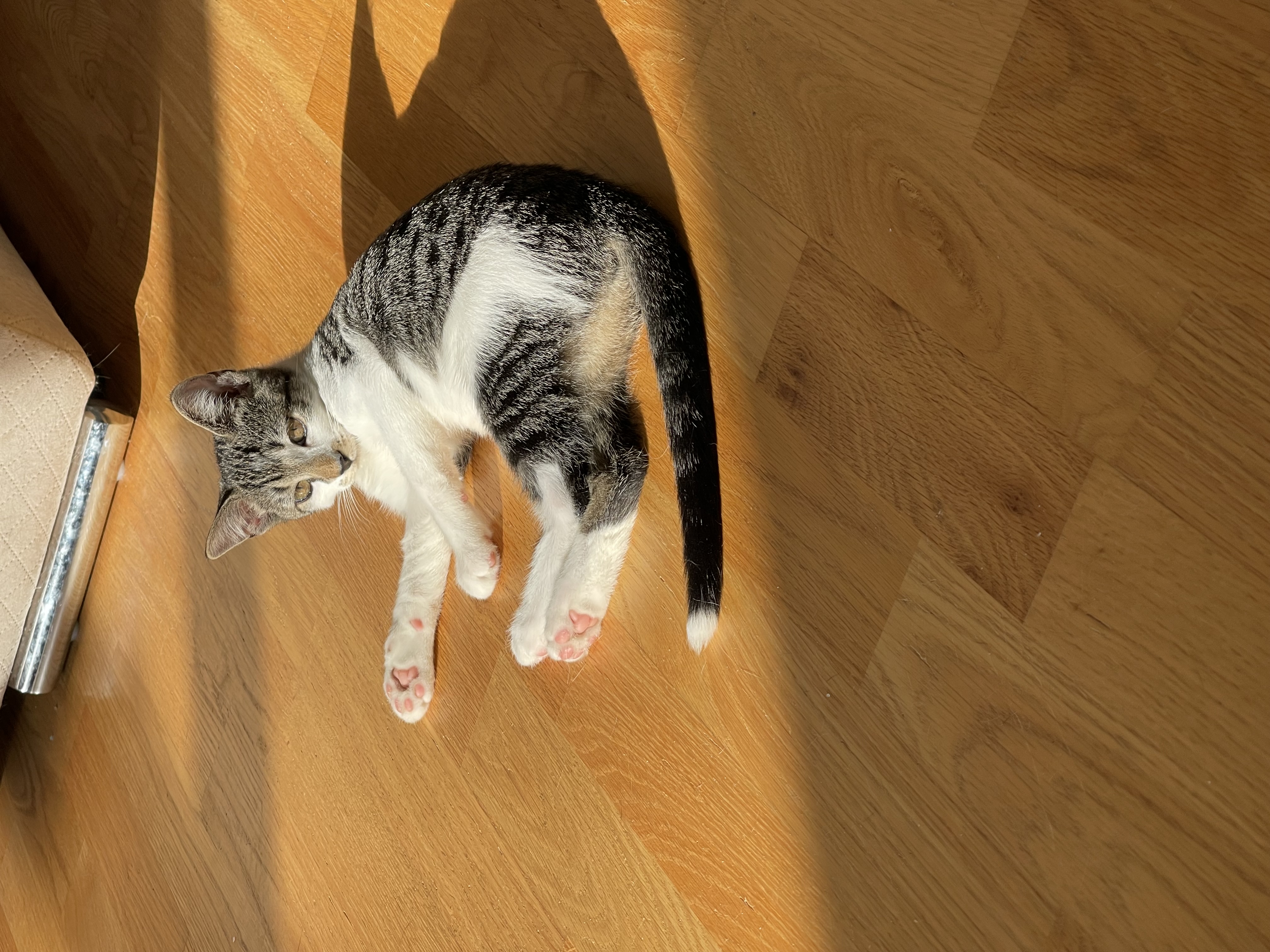 Enlarge Caramel, a Adoptable American Shorthair in Brooklyn, NY image 6/6