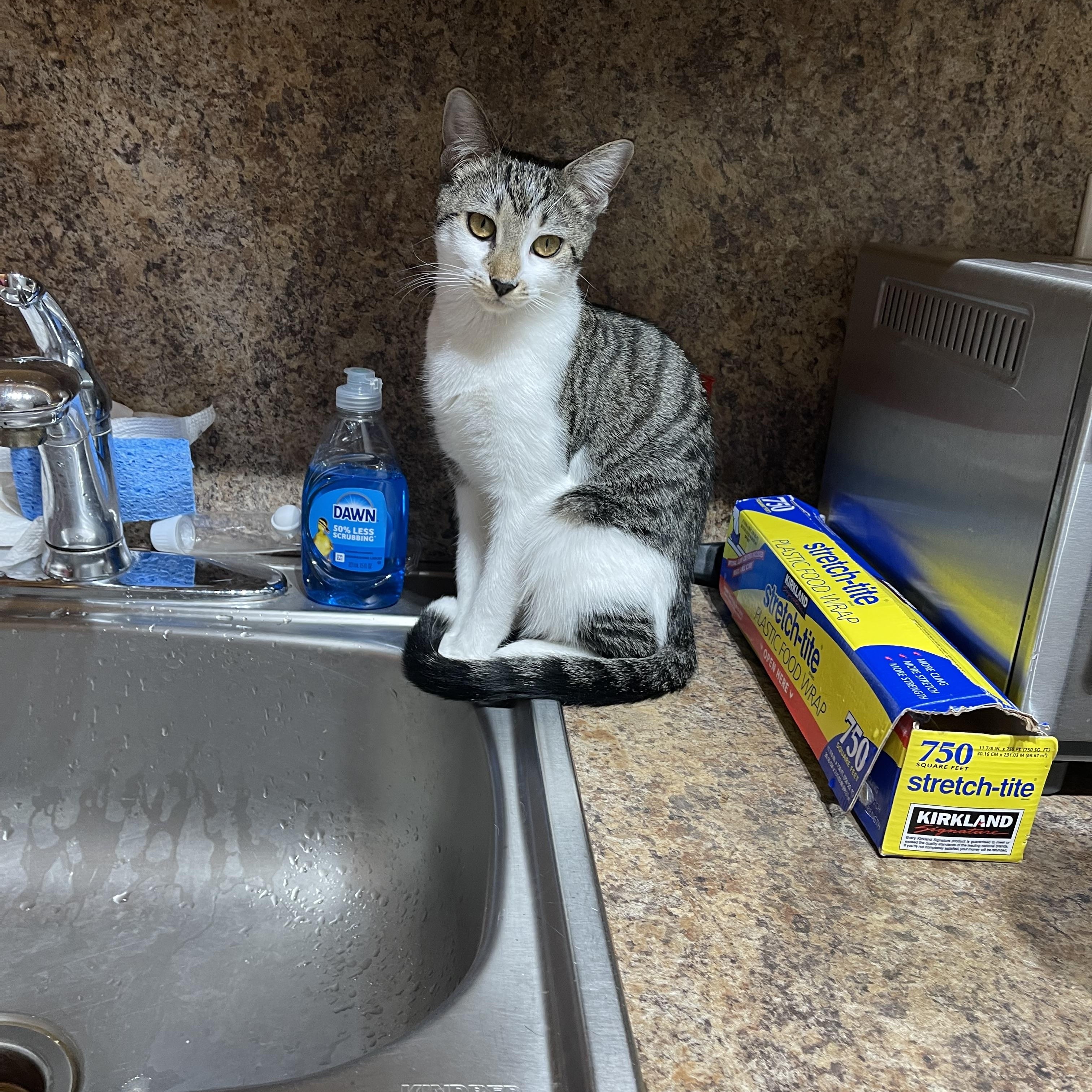 Enlarge Caramel, a Adoptable American Shorthair in Brooklyn, NY image 4/6