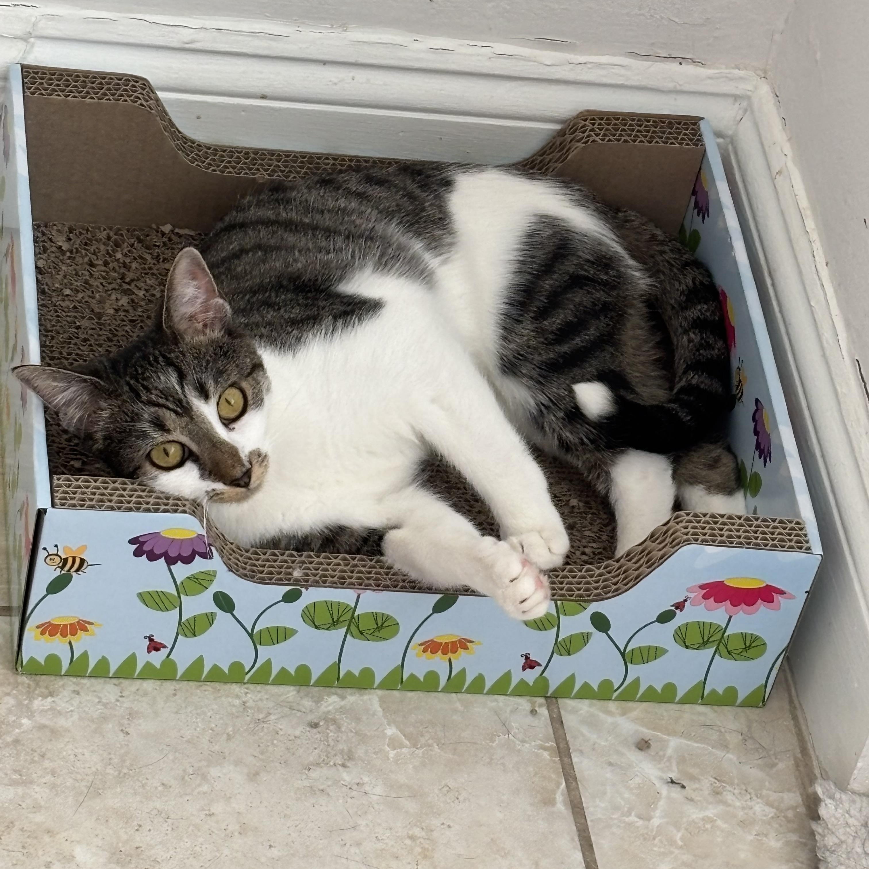 Caramel, Baby Female American Shorthair
