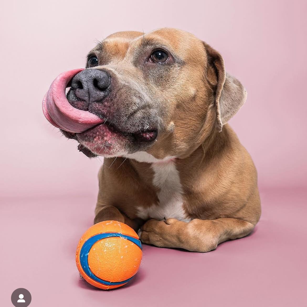 Enlarge Meadow, a Adopted mixed breed in San Antonio, TX image 4/6