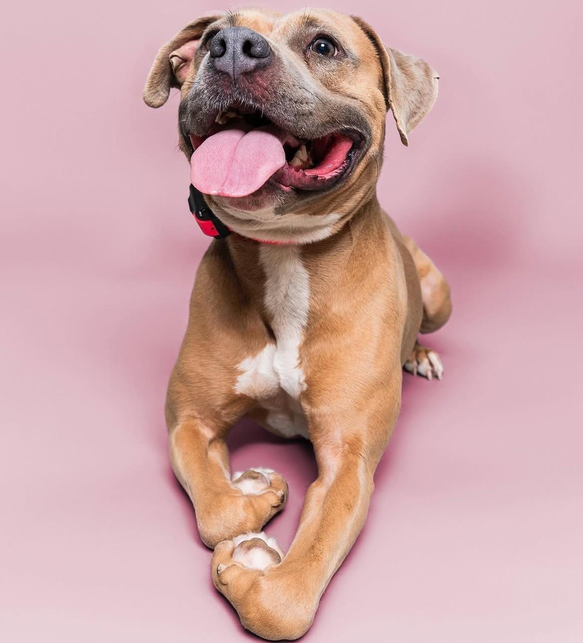 Enlarge Meadow, a Adopted mixed breed in San Antonio, TX image 1/6