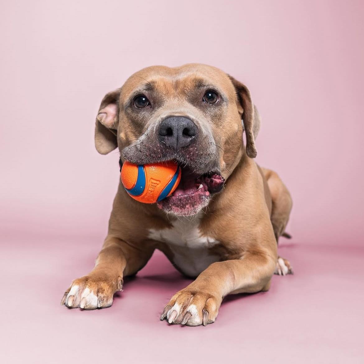 Enlarge Meadow, a Adopted mixed breed in San Antonio, TX image 3/6