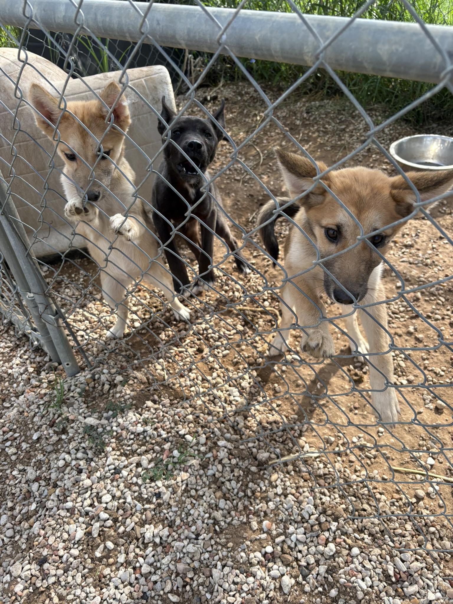 Enlarge Puppies, a ADOPTABLE mixed breed in Clyde, TX image 1/1