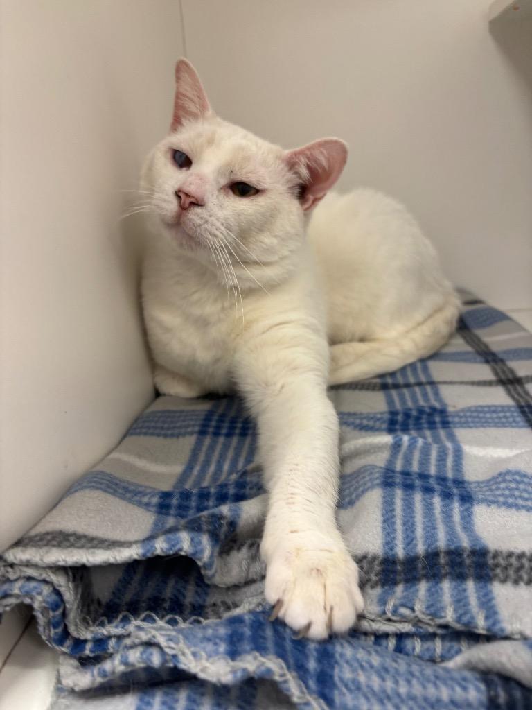 Mushu (adoption fee sponsored), a ADOPTABLE mixed breed in Frankfort, KY image 2/2