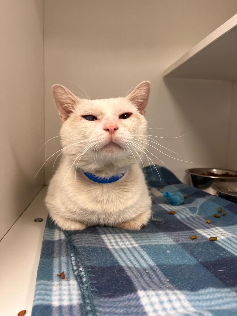 Mushu, ADOPTABLE, Adult Male Siamese.