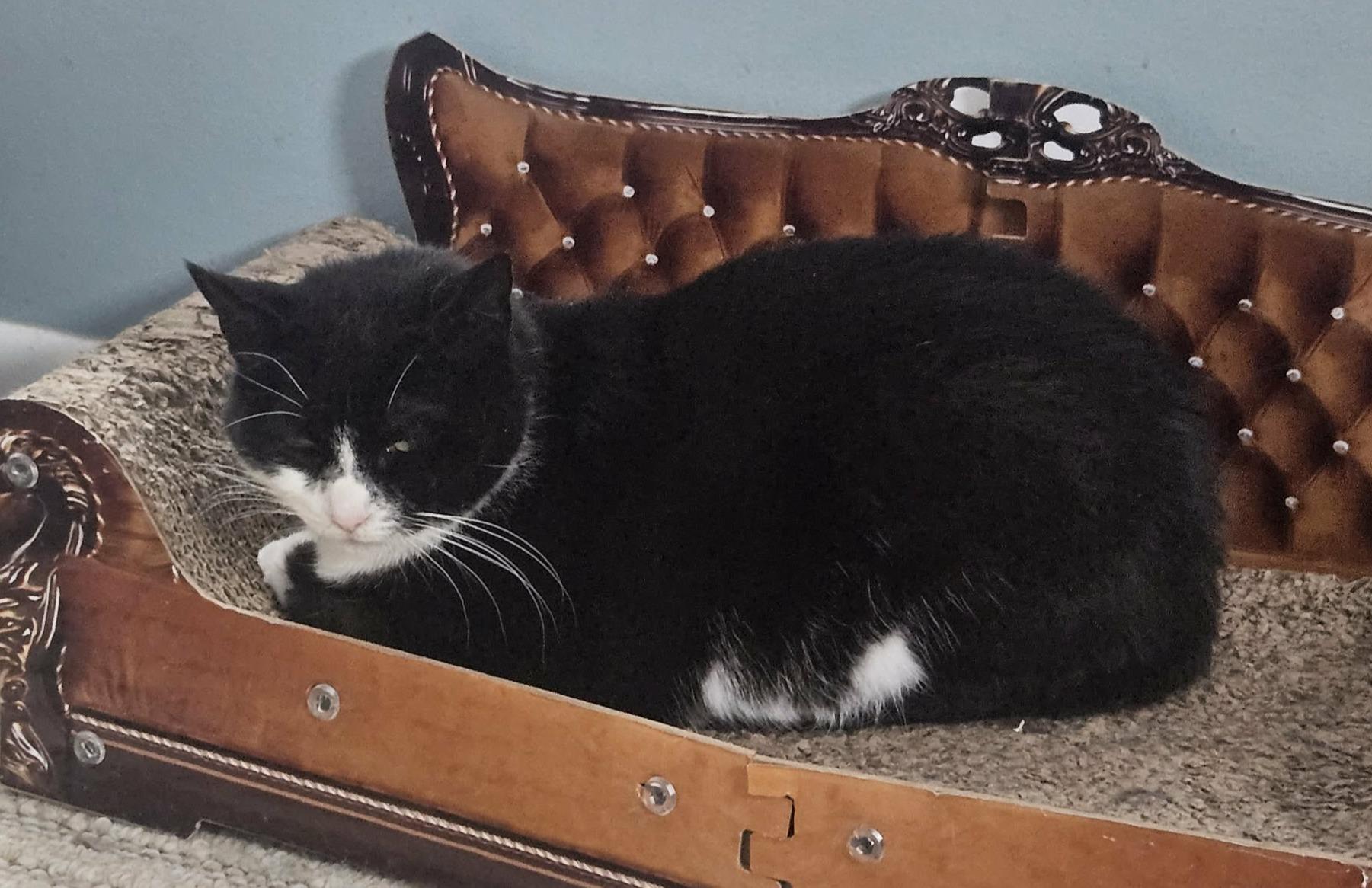 Enlarge Snow White, a ADOPTABLE Domestic Short Hair image 2/2