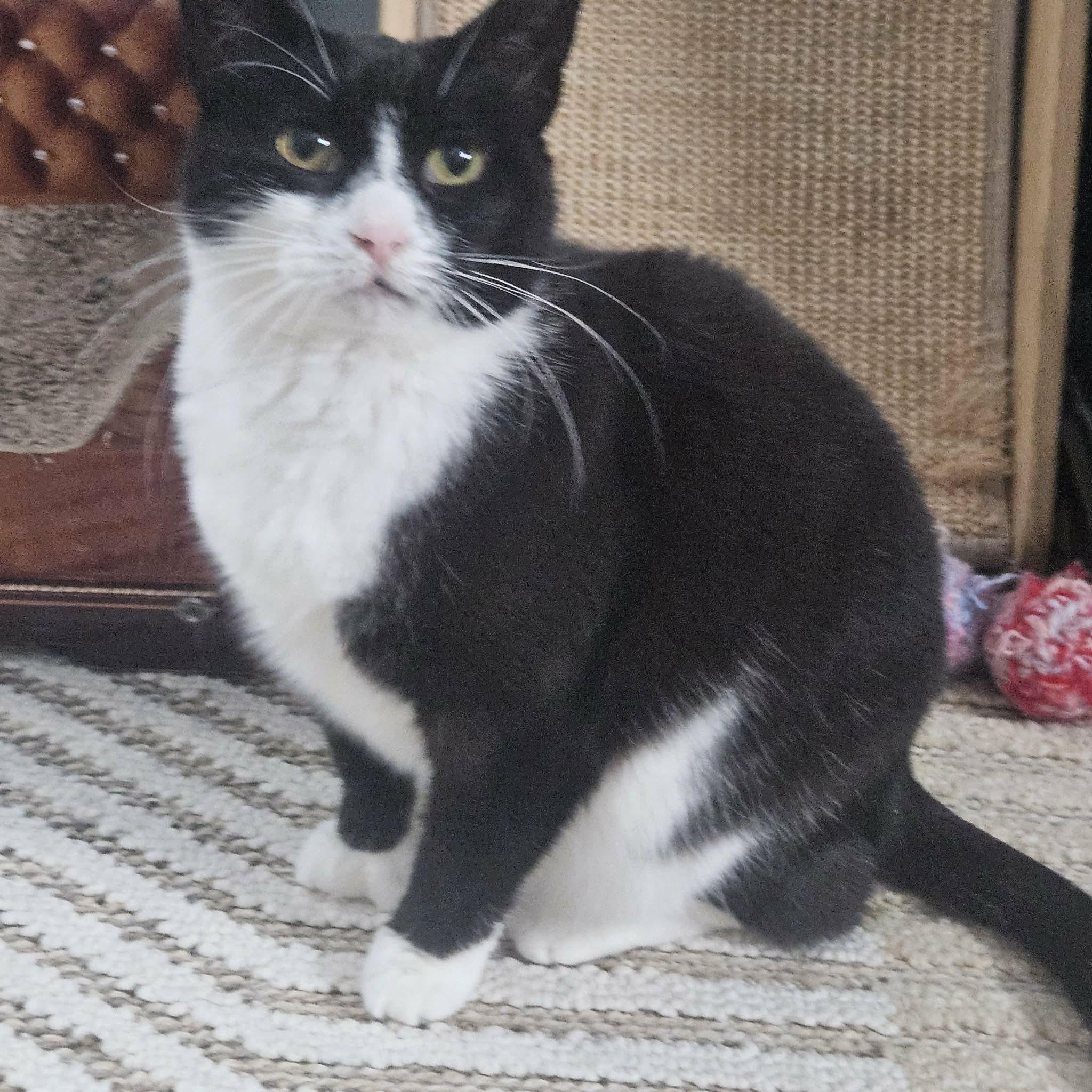 Snow White, ADOPTABLE, Young Female Domestic Short Hair.