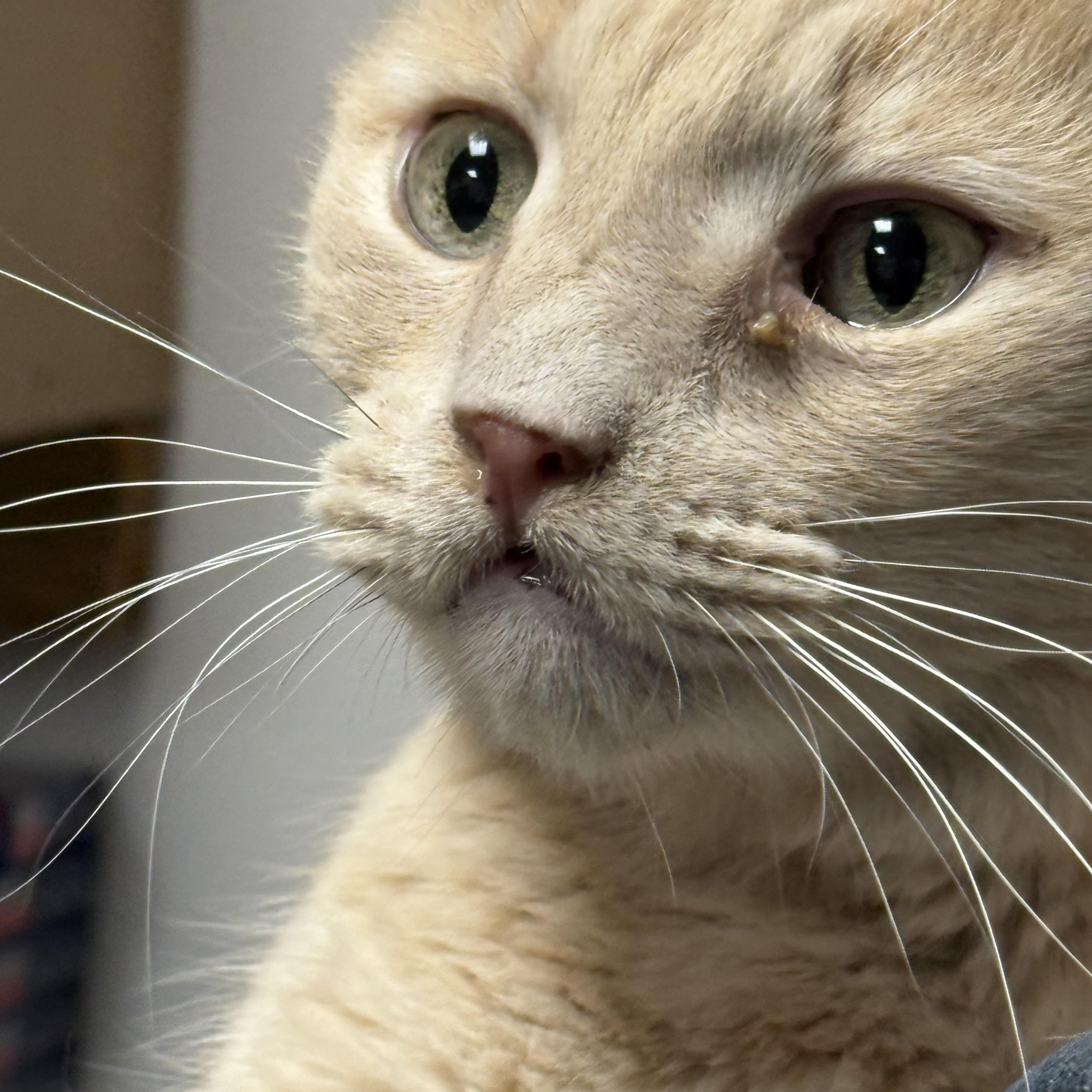 Enlarge Jumpy, a ADOPTABLE Domestic Short Hair in Franklin, PA image 1/2