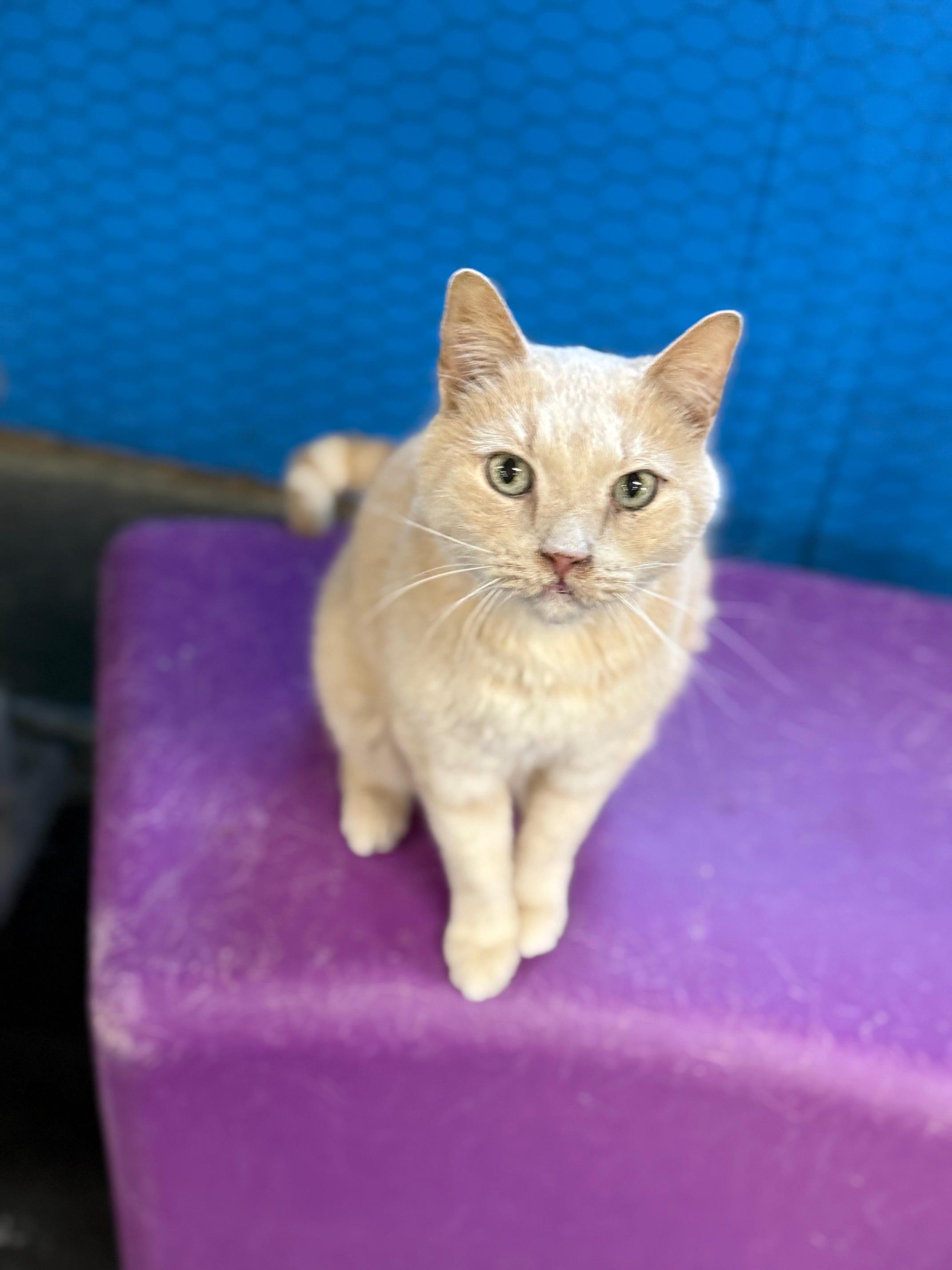 Enlarge Jumpy, a ADOPTABLE Domestic Short Hair in Franklin, PA image 2/2