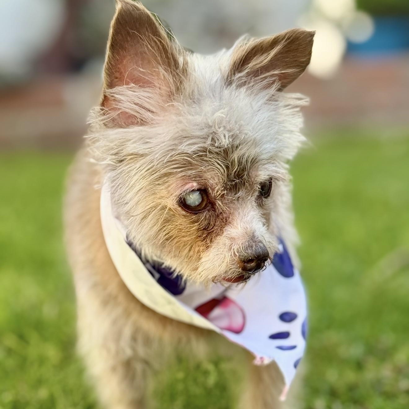 BlueJay, a ADOPTABLE mixed breed in Santa Monica, CA image 4/6