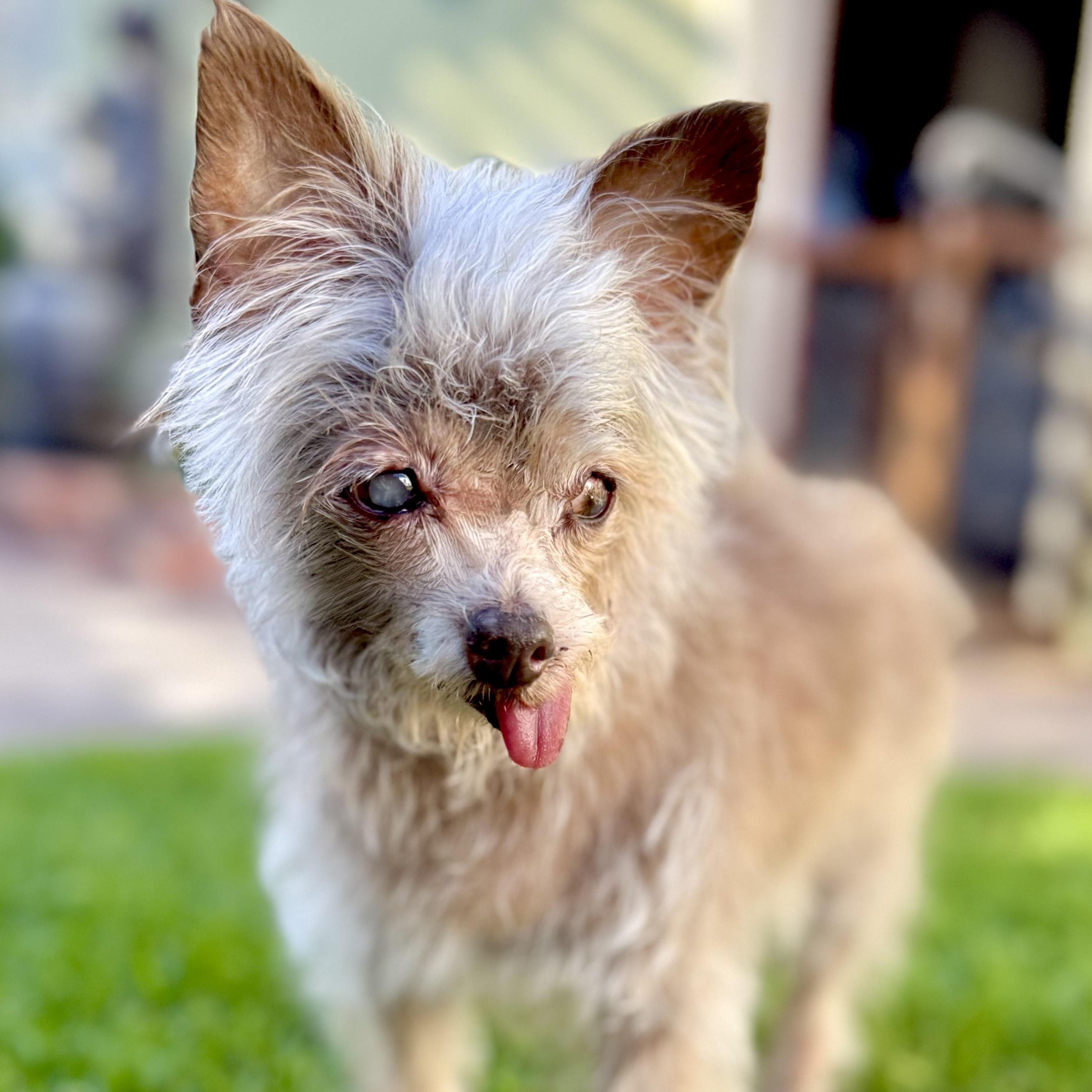 BlueJay, a ADOPTABLE mixed breed in Santa Monica, CA image 5/6