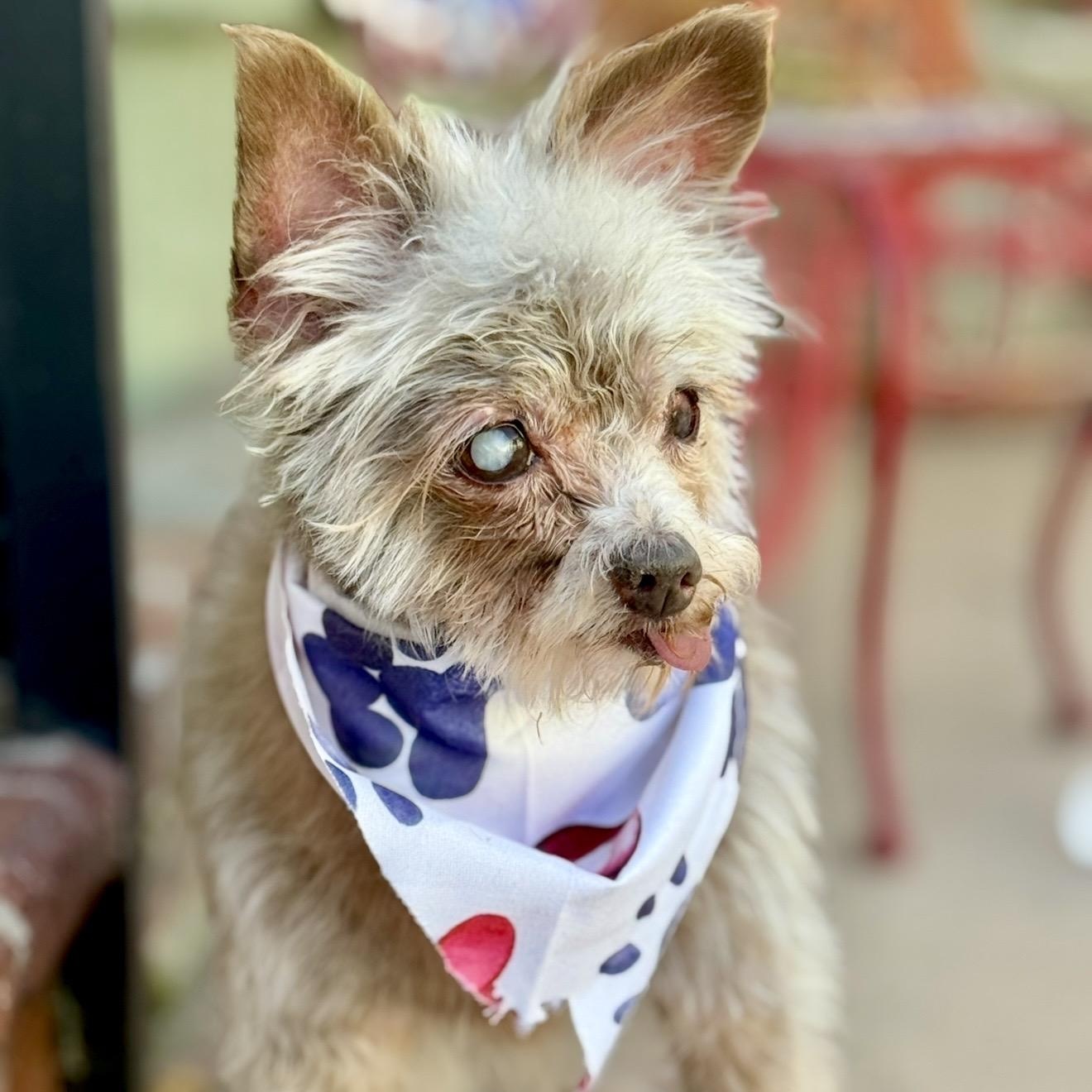 BlueJay, a ADOPTABLE mixed breed in Santa Monica, CA image 3/6