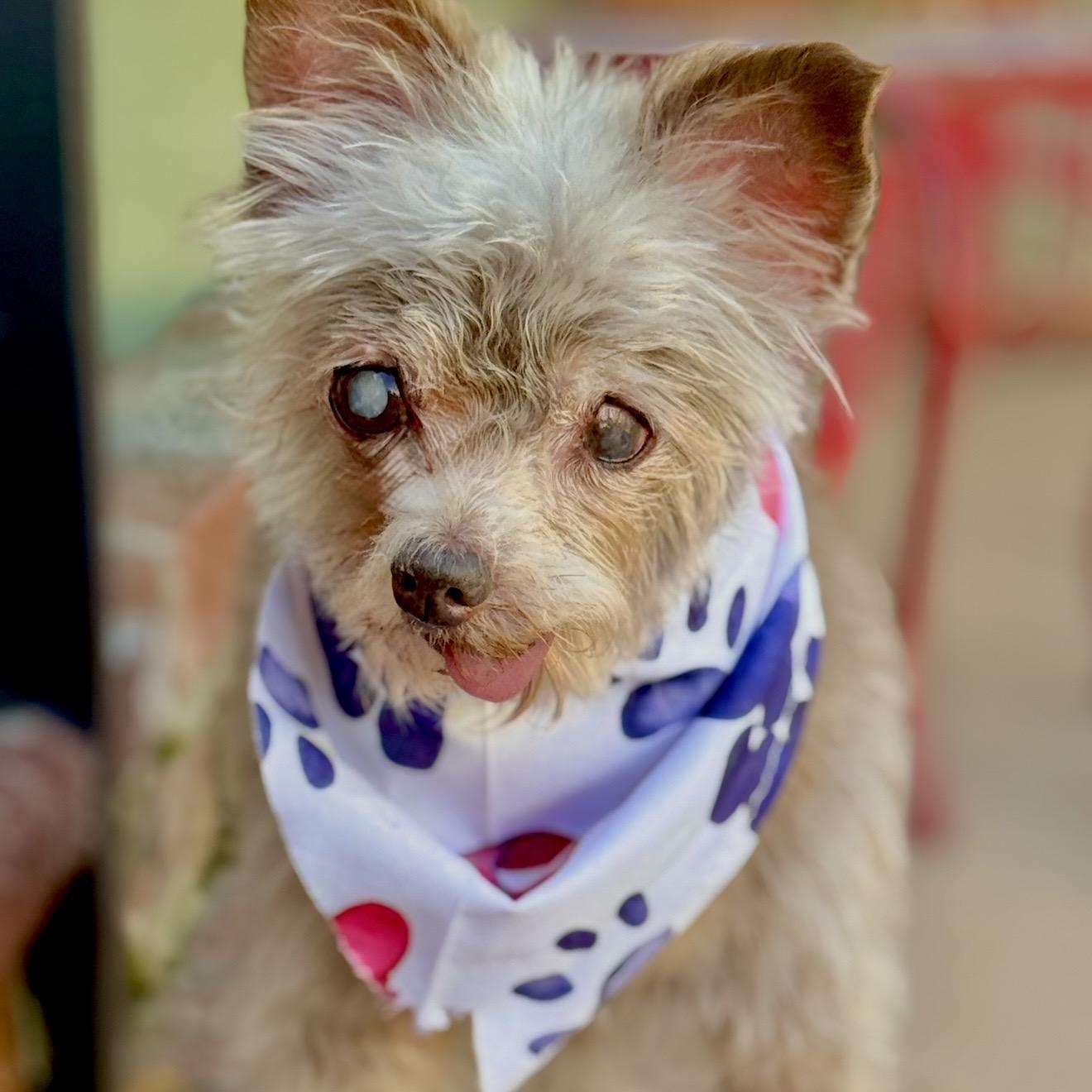 BlueJay, ADOPTABLE, Senior Female Yorkshire Terrier & Chihuahua.