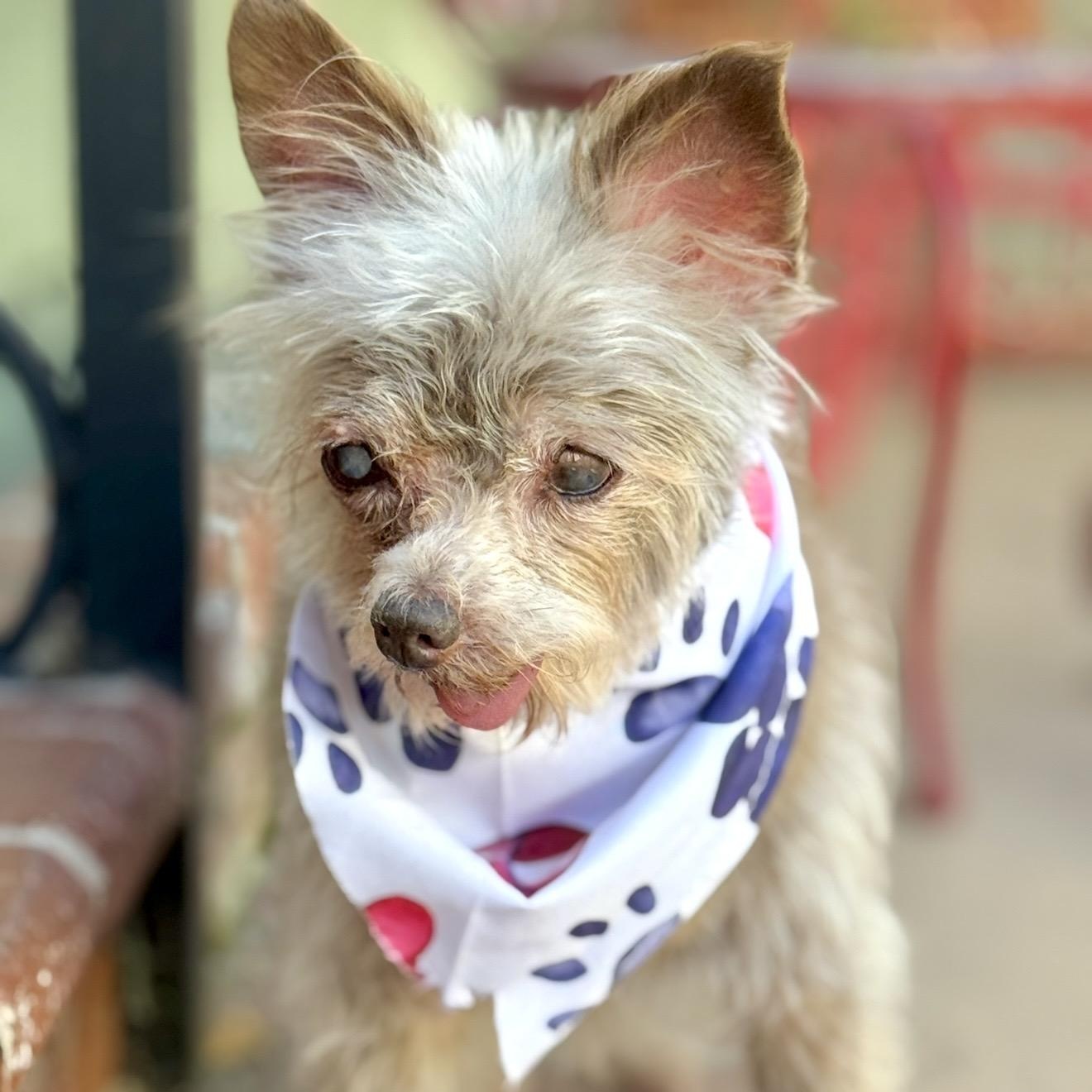 BlueJay, a ADOPTABLE mixed breed in Santa Monica, CA image 2/6