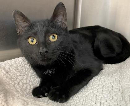 Caviar, ADOPTABLE, Kitten Female Domestic Short Hair.