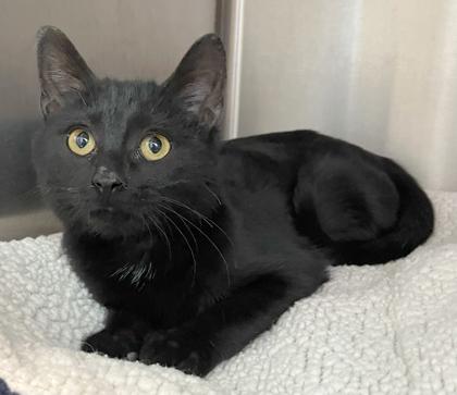 Enlarge Caviar, a ADOPTABLE mixed breed in Tinley Park, IL image 2/2