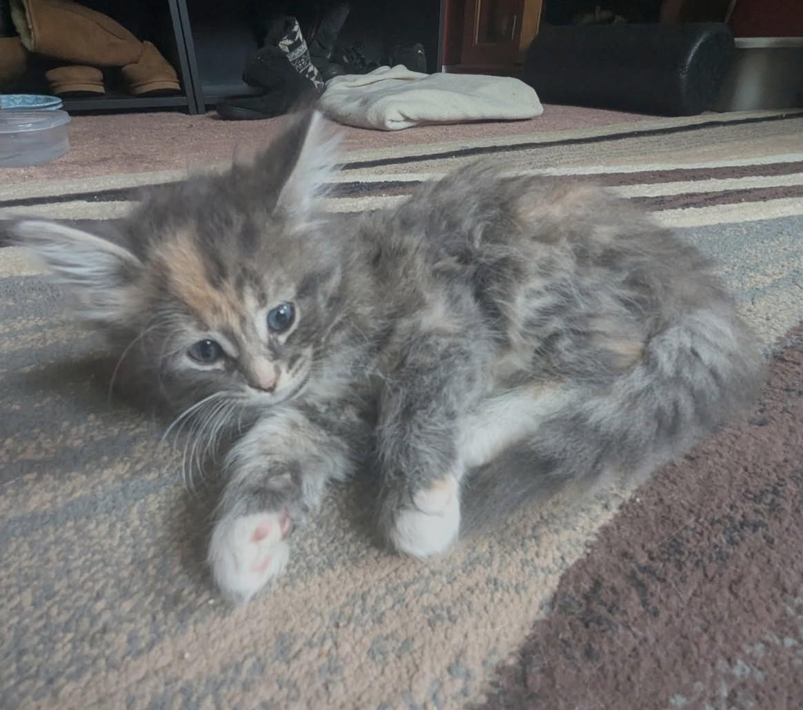 Harmony (Bonded to Lyric), ADOPTABLE, Kitten Female Maine Coon & Calico.