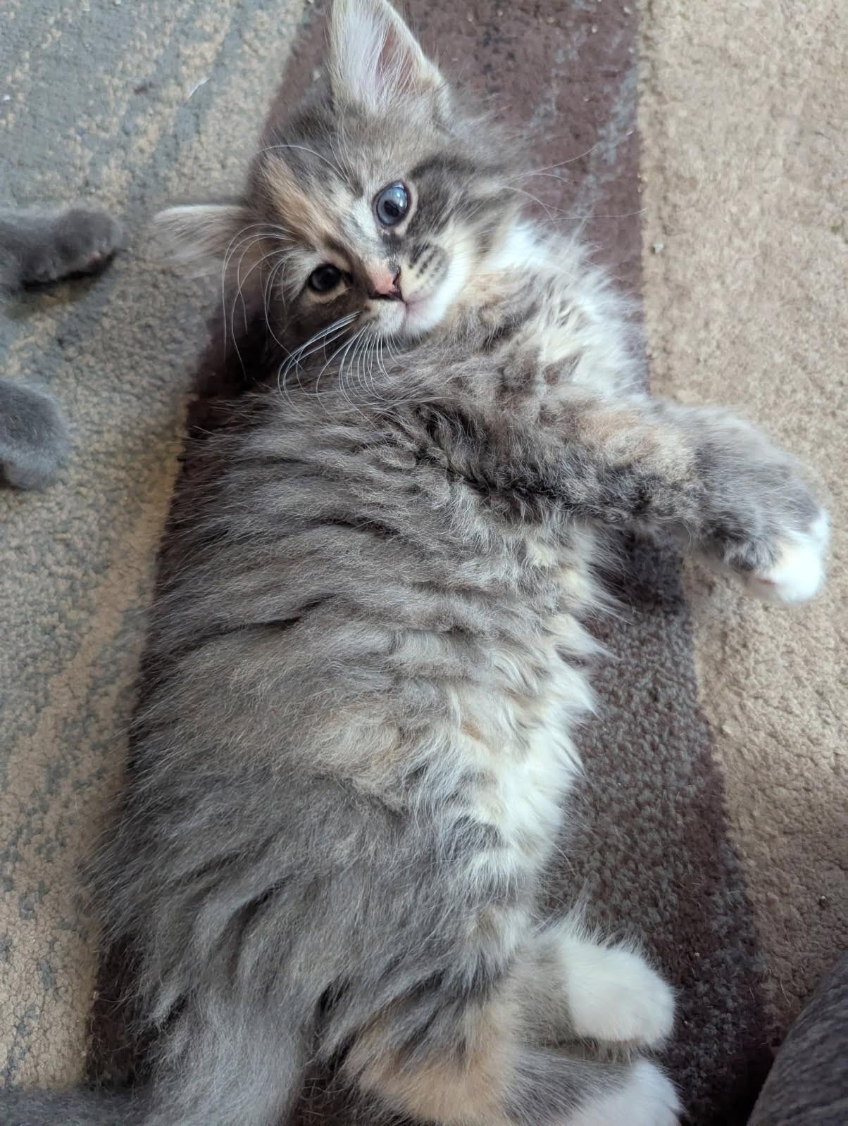 Harmony (Bonded to Lyric), an adopted mixed breed in Ypsilanti, MI image 1/5