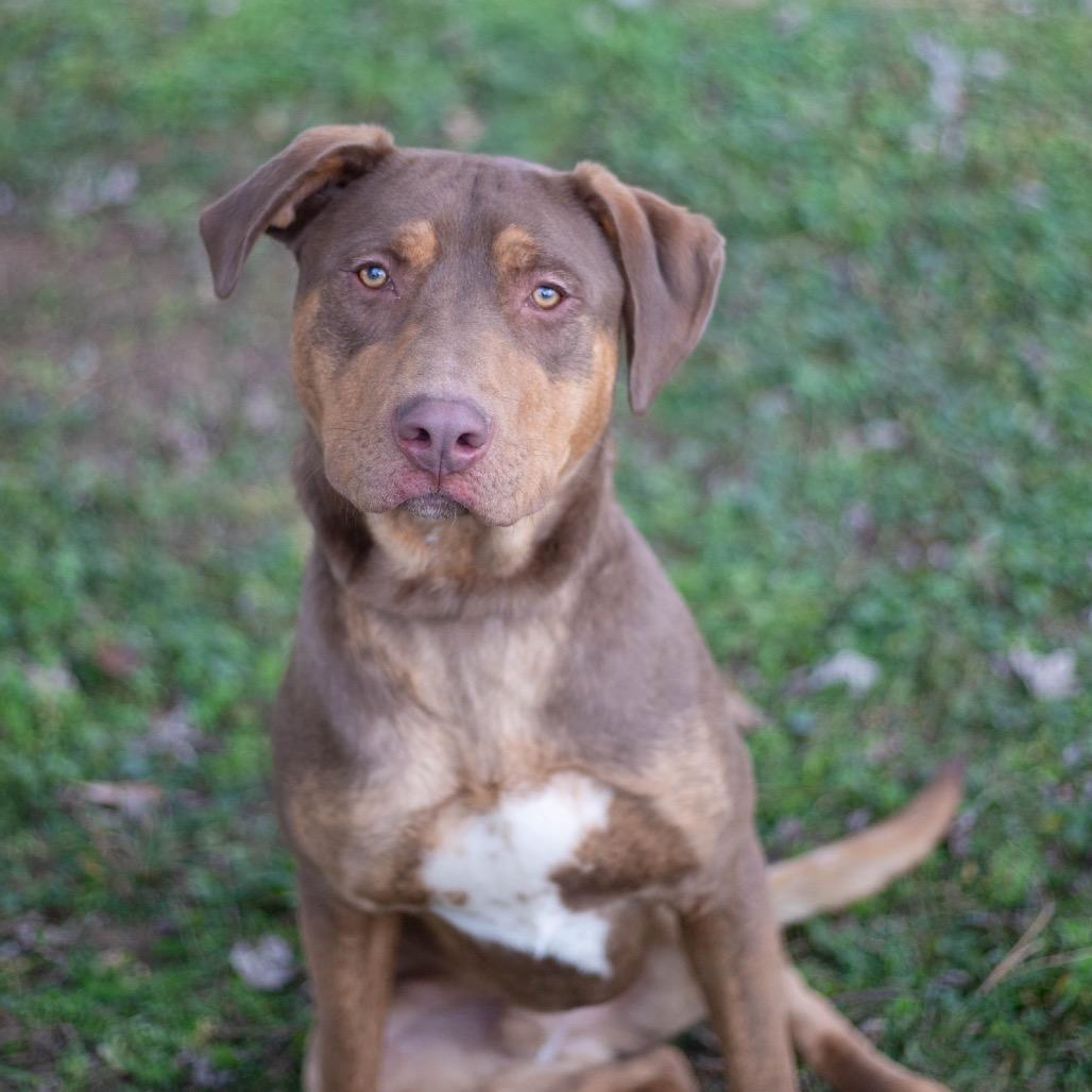 Enlarge Gage, a Adoptable mixed breed in Brownsboro, AL image 1/2